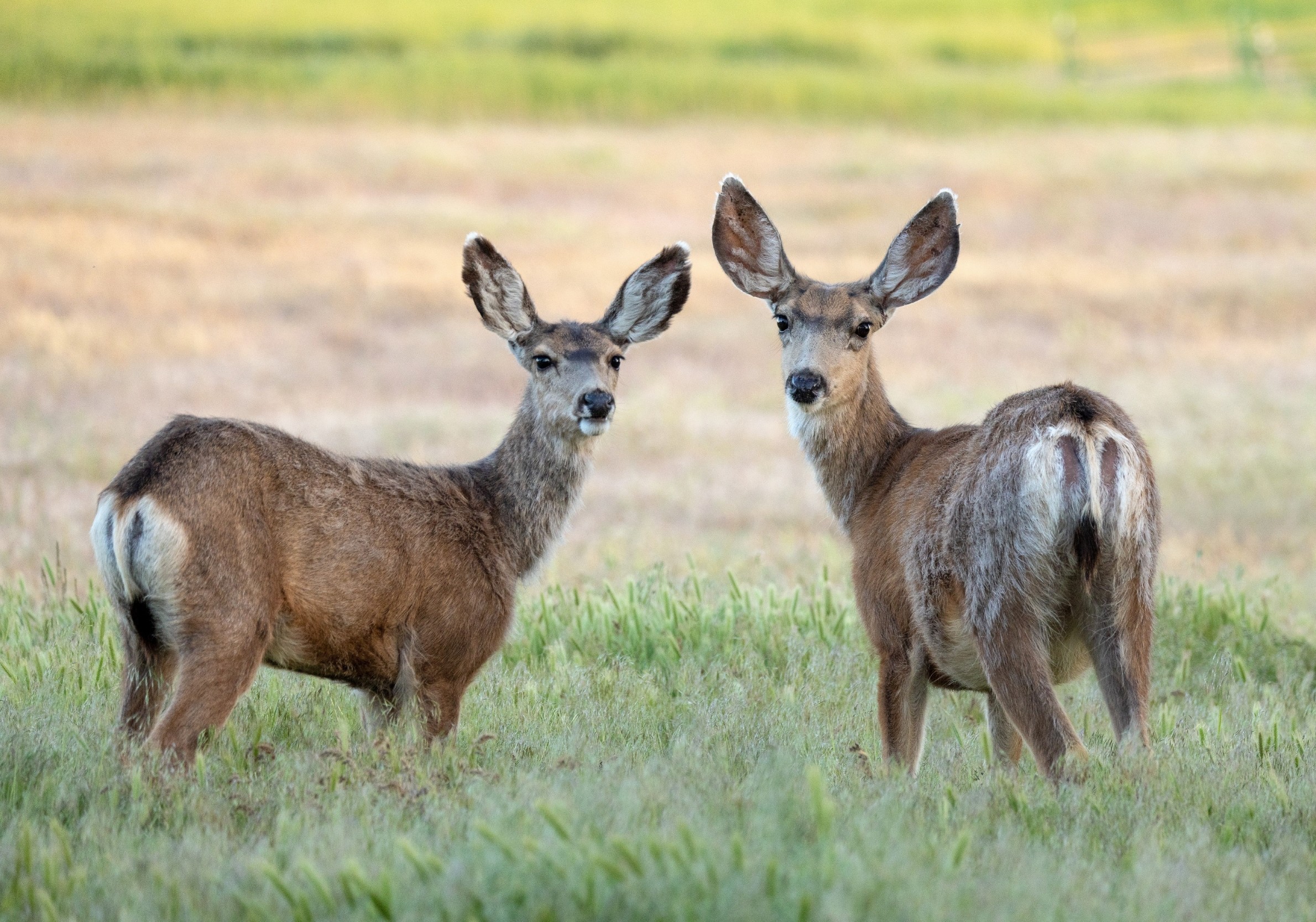 Losing social connections can push animals toward extinction