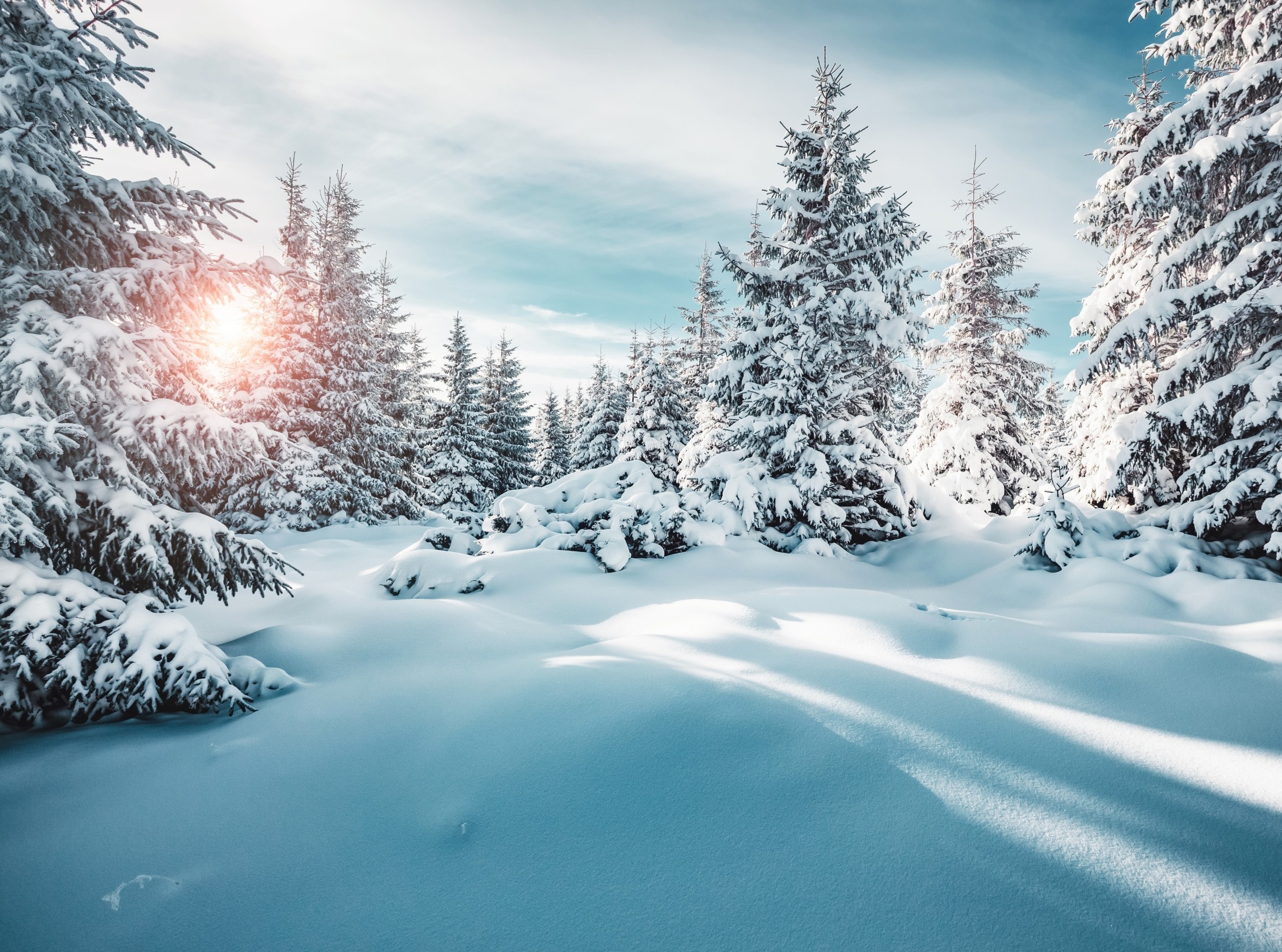 Hidden beneath snow, microbes quietly power spring’s growth