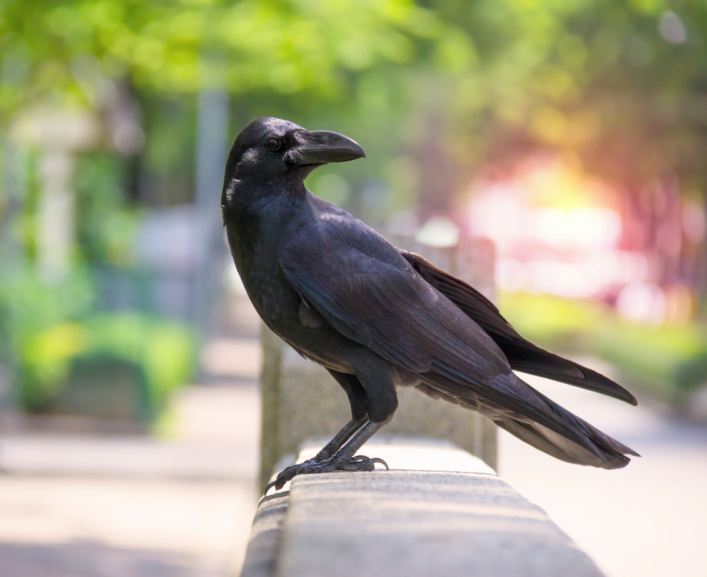 Noise pollution is changing how birds behave, breed, and survive