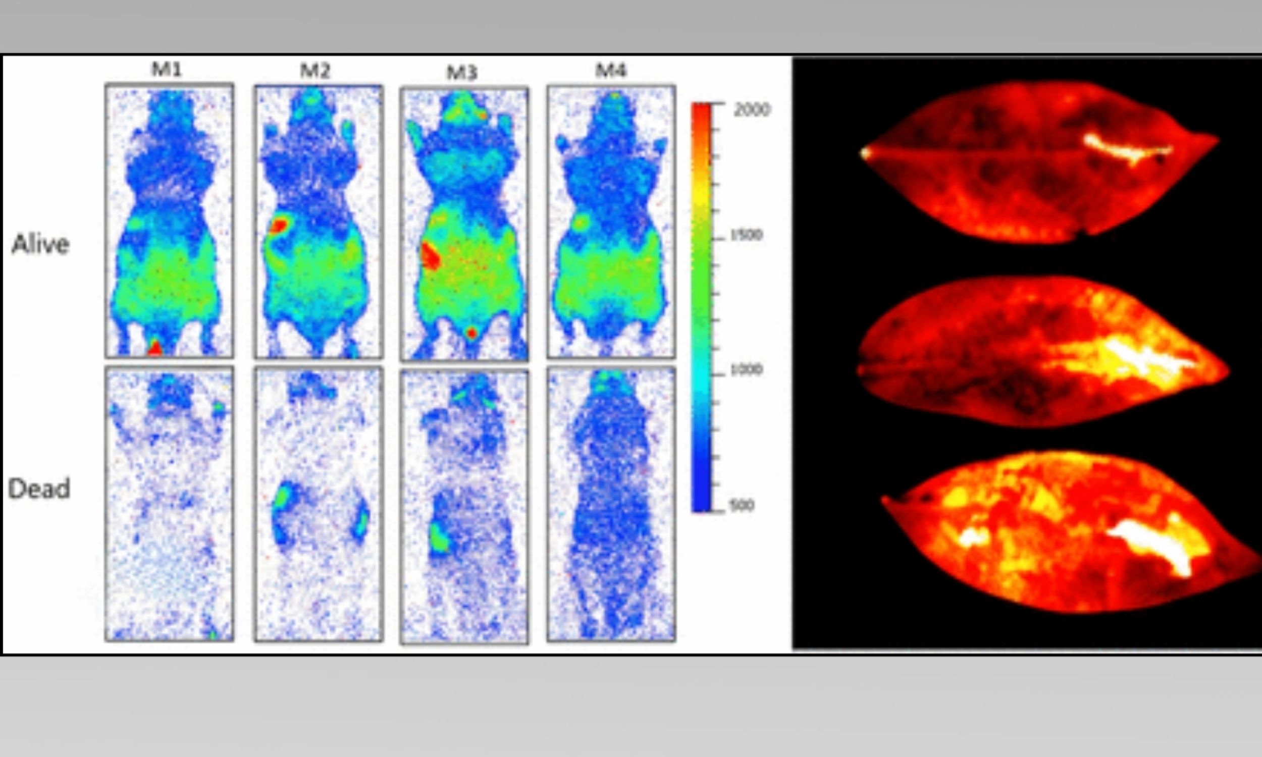 Living organisms emit light invisible to the eye