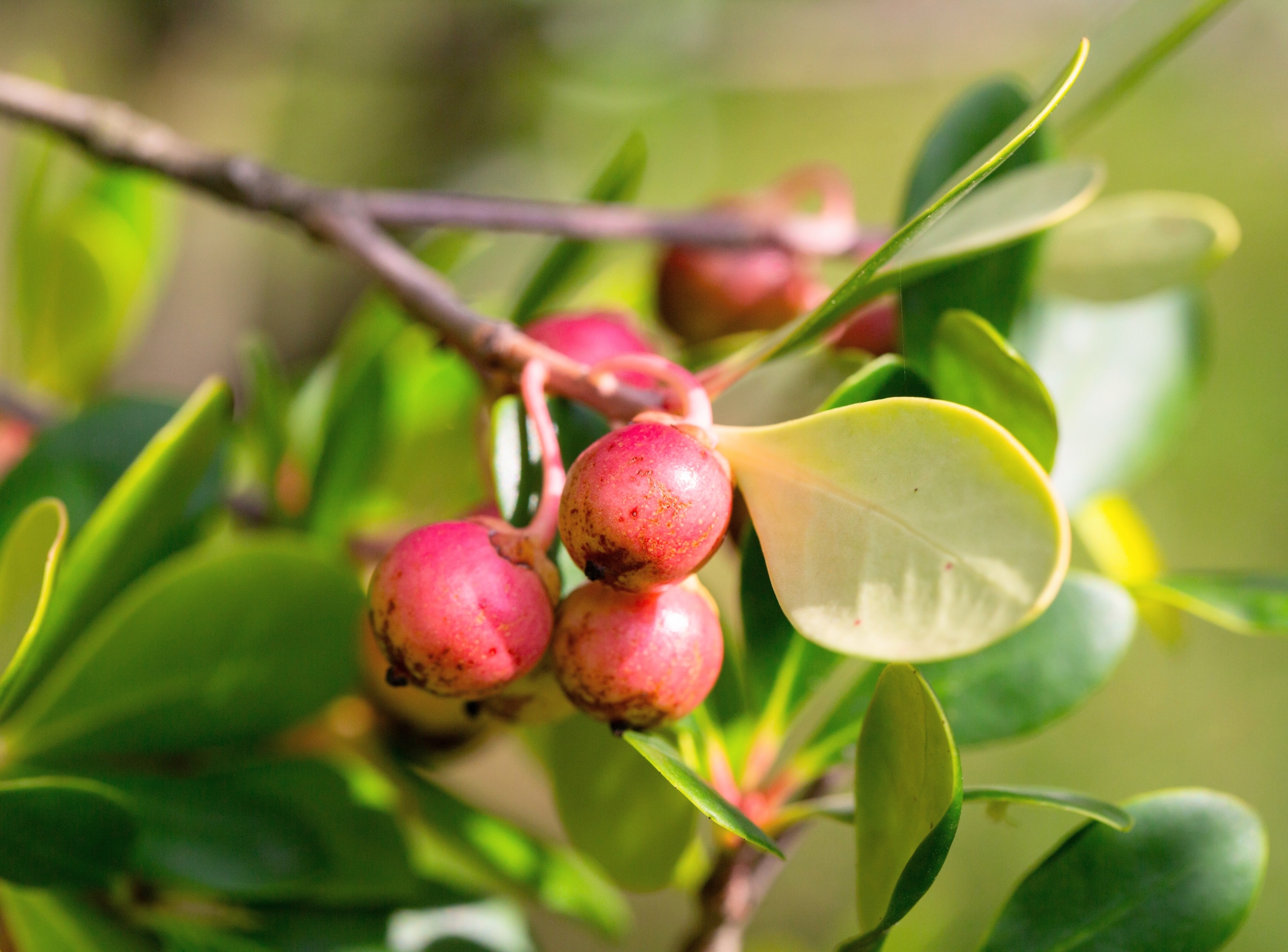 Invasive plant feeds lemurs but harms their habitat