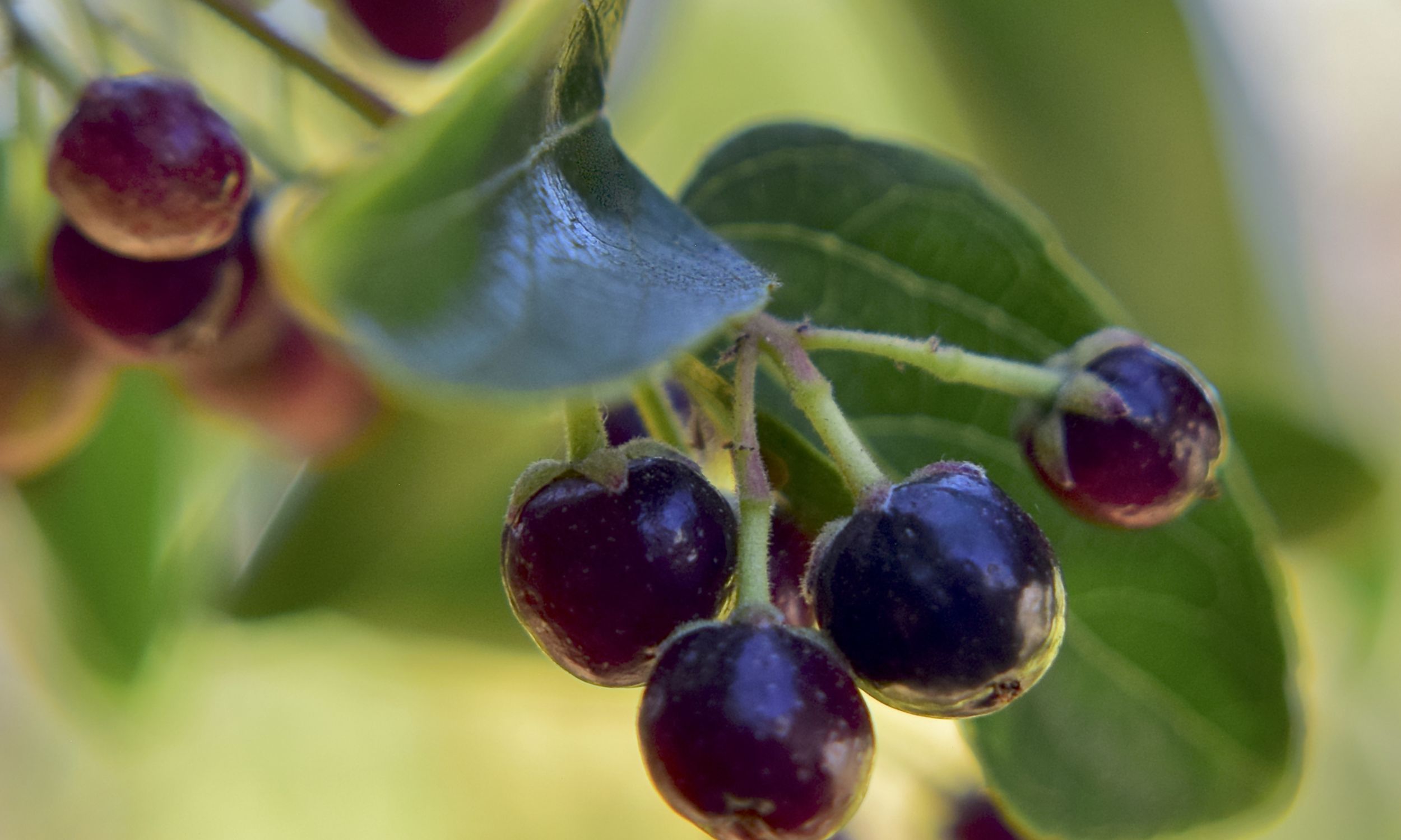 Chile’s maqui berry draws attention in dialysis care