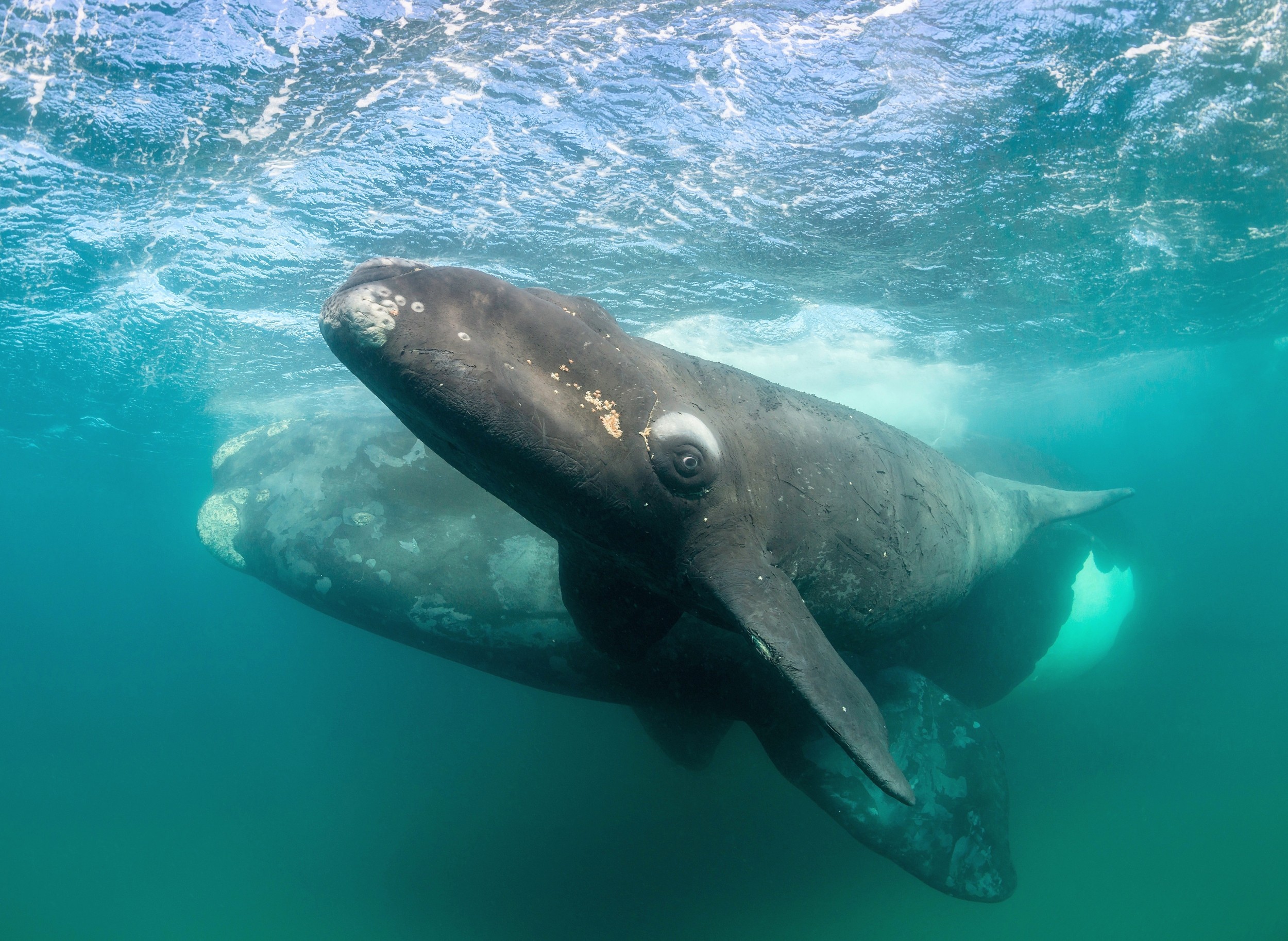 Southern right whale recovery reverses as reproduction declines