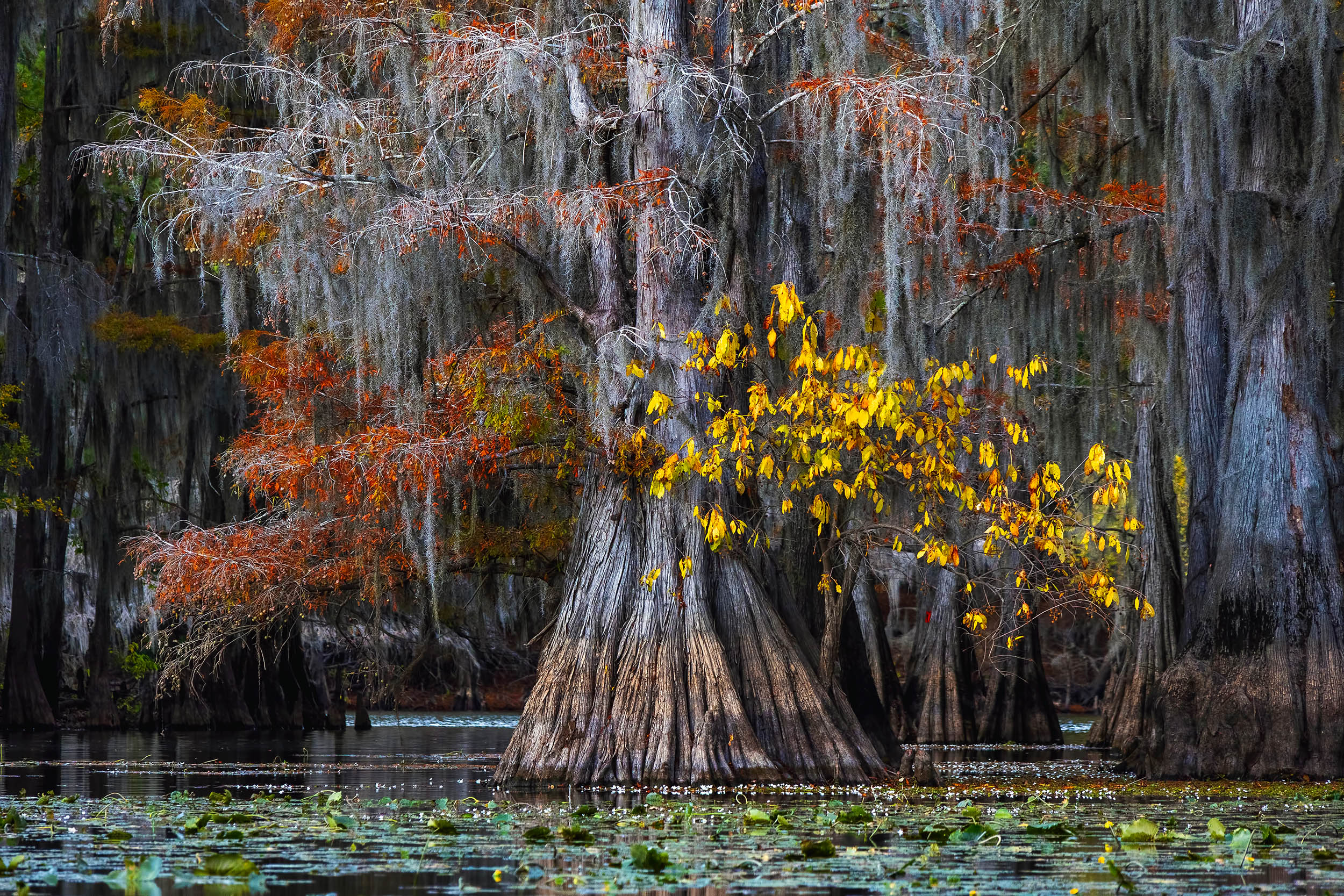 Unearthing climate secrets from ancient bald cypress trees