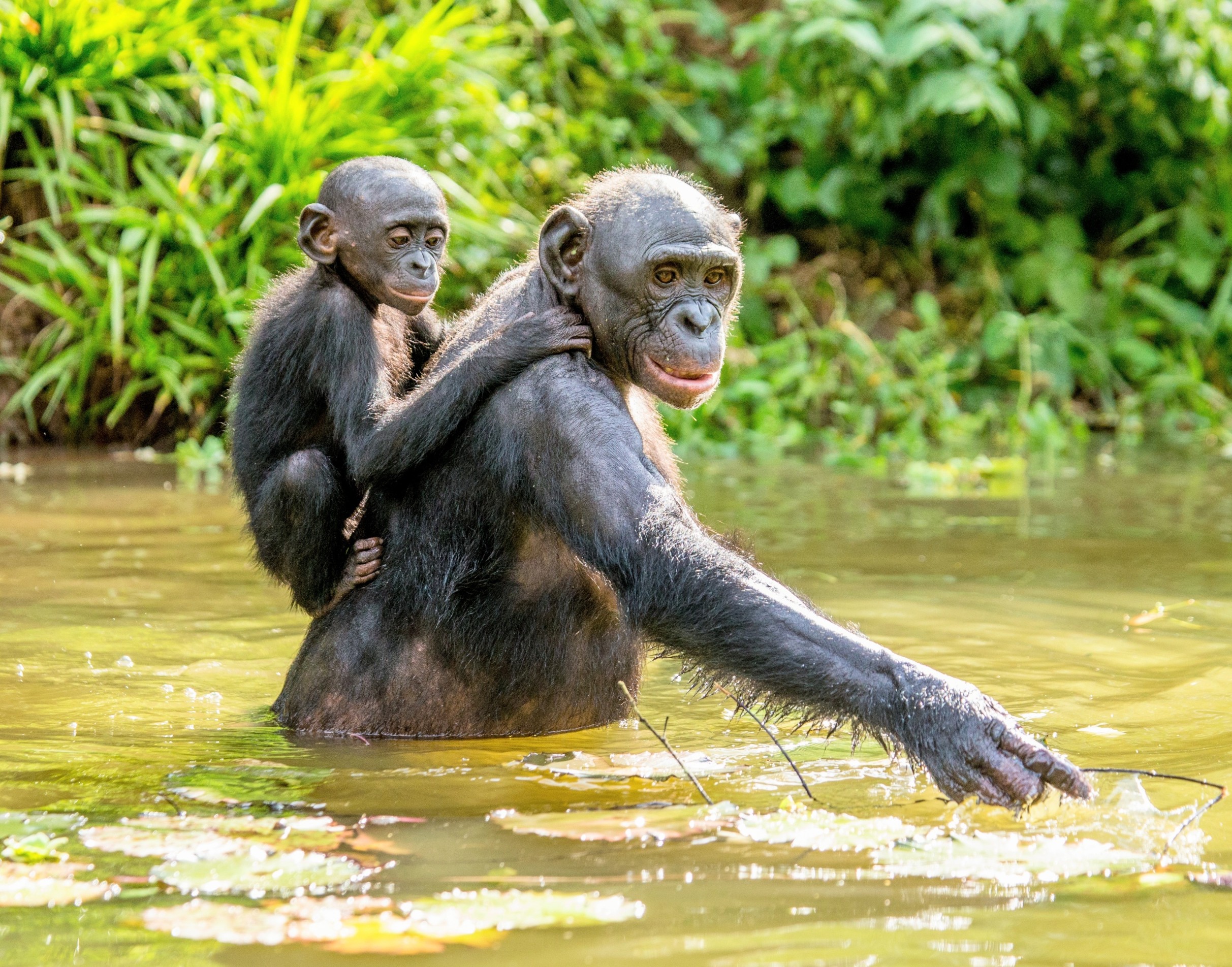 World Bonobo Day 2026: Protecting one of our closest relatives