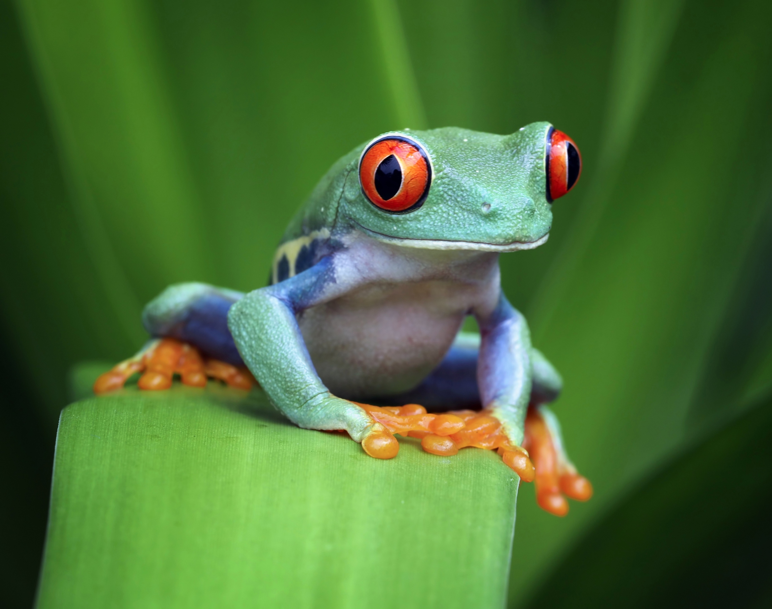 Secret online trade of amphibians threatens wild populations