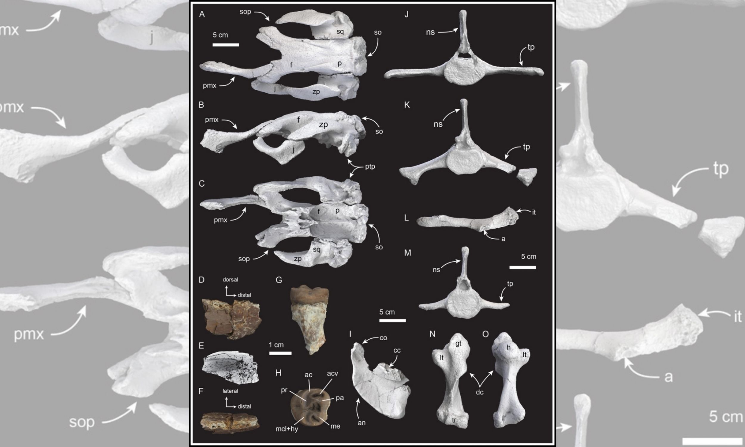 Dwarf sea cow found that grazed seafloors 21 million years ago
