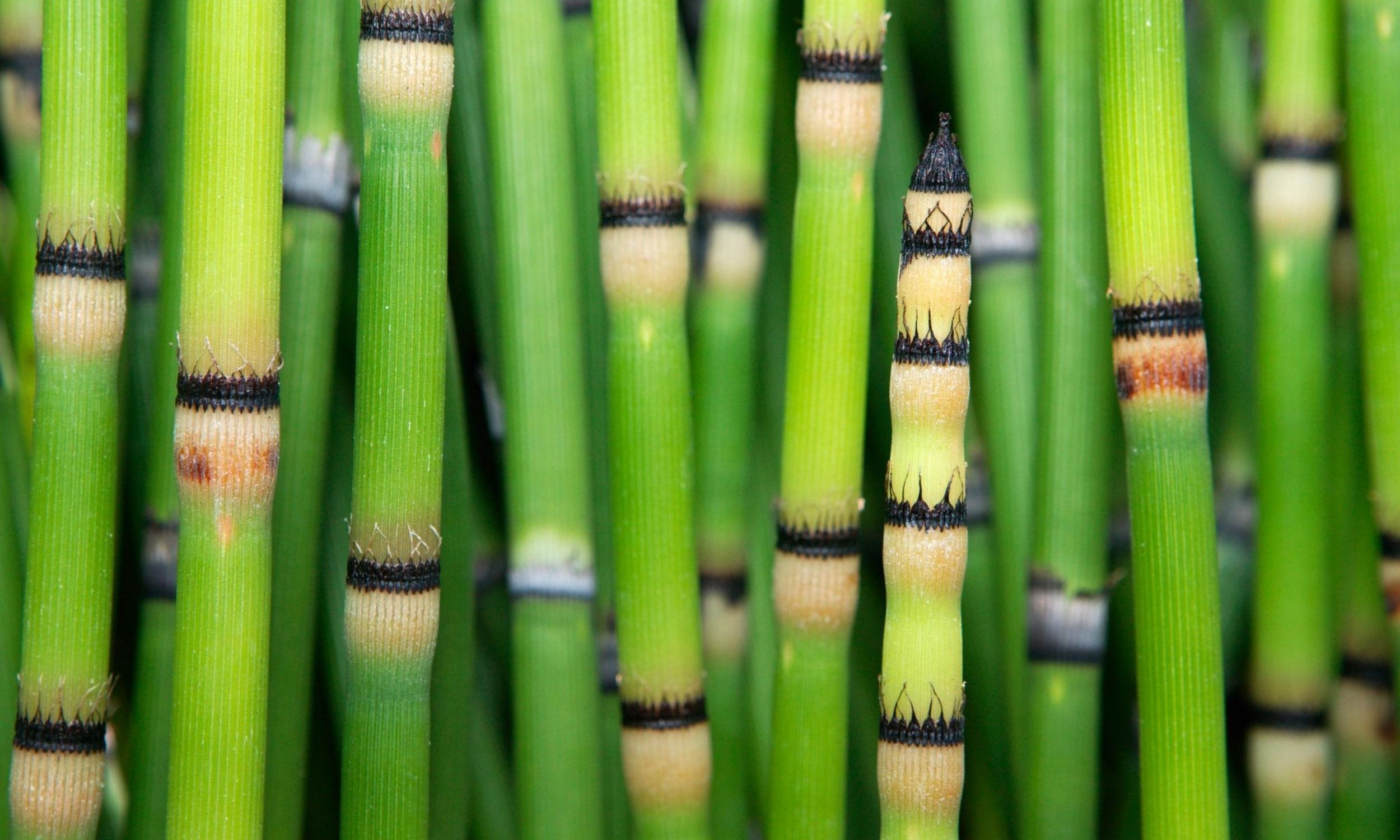 Prehistoric plant produces water that looks like it came from space - Earth.com