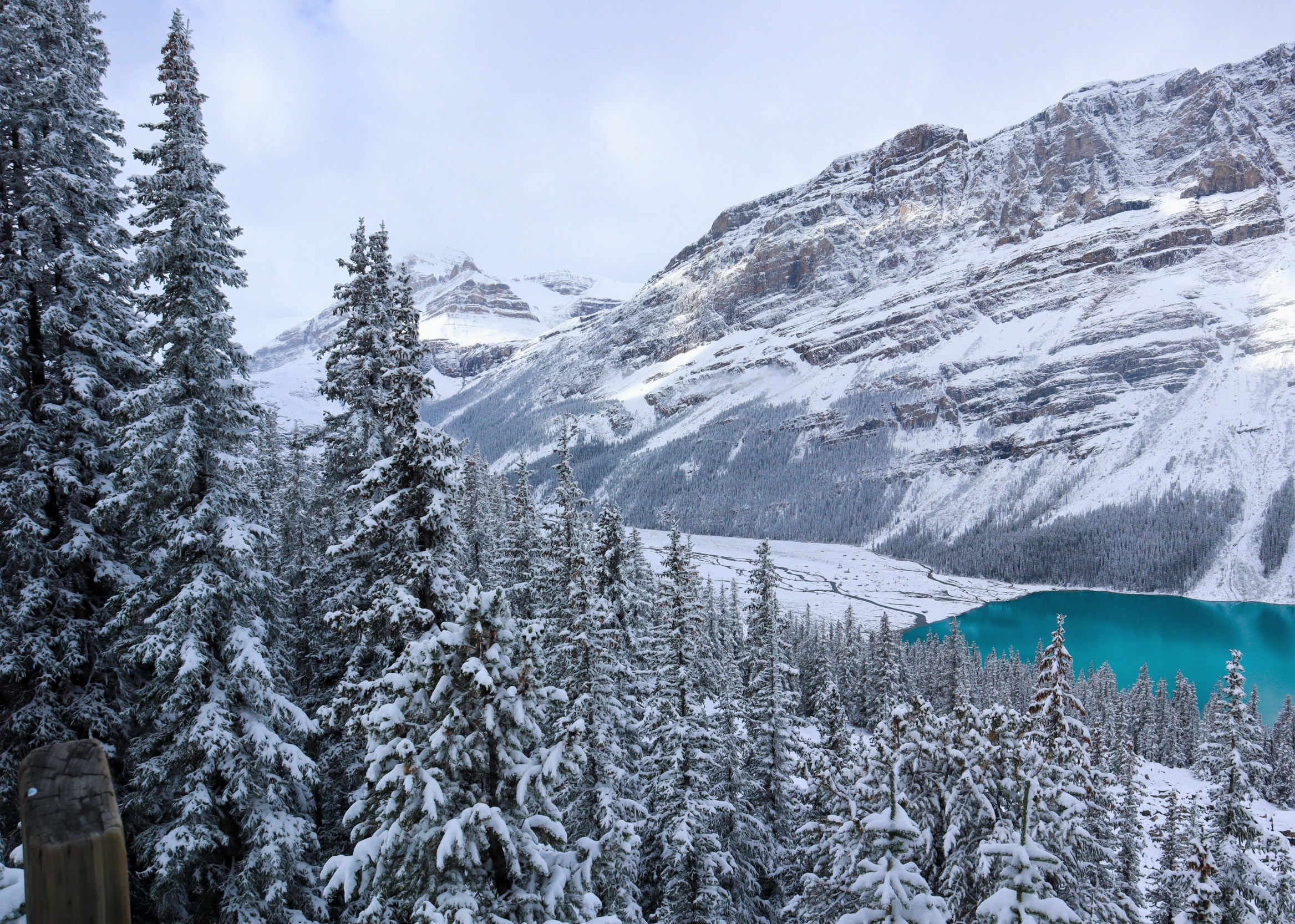 Traces of pollution in snow could change how plants grow