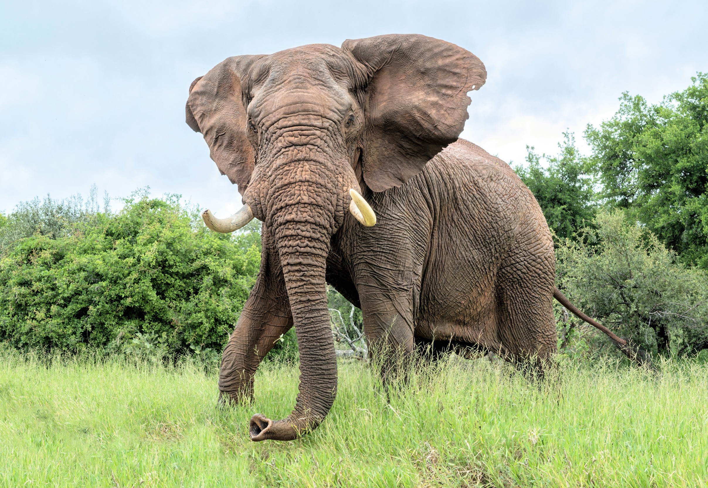 Elephants have hundreds of whiskers that work like built-in sensors