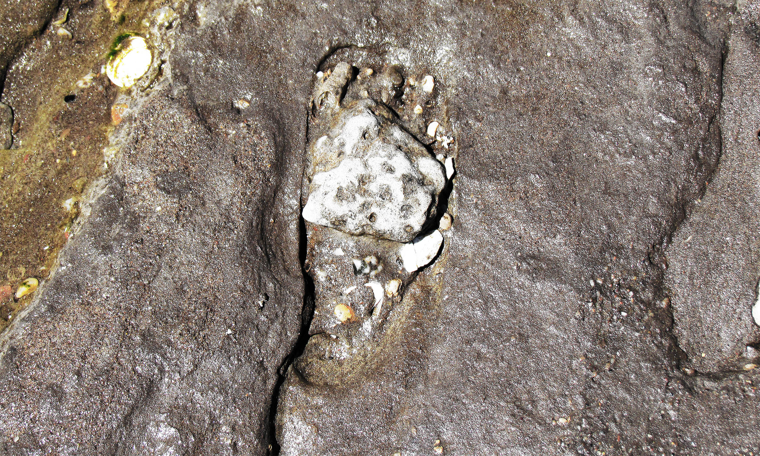 Archaeologists find footprints that rewrite the timeline of humans in the Americas