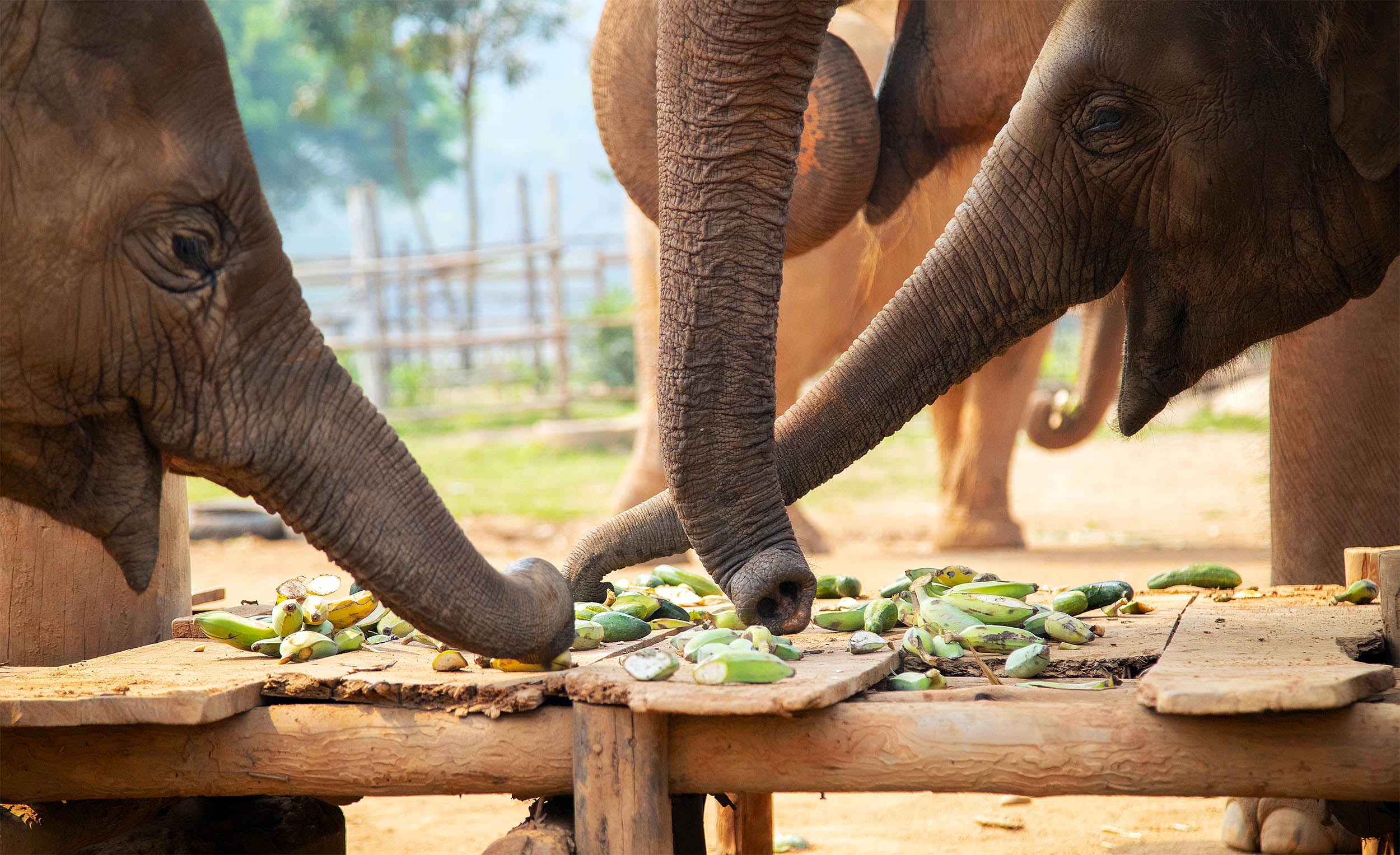 Elephants have hundreds of tiny whiskers on their trunks that work like specialized sensors