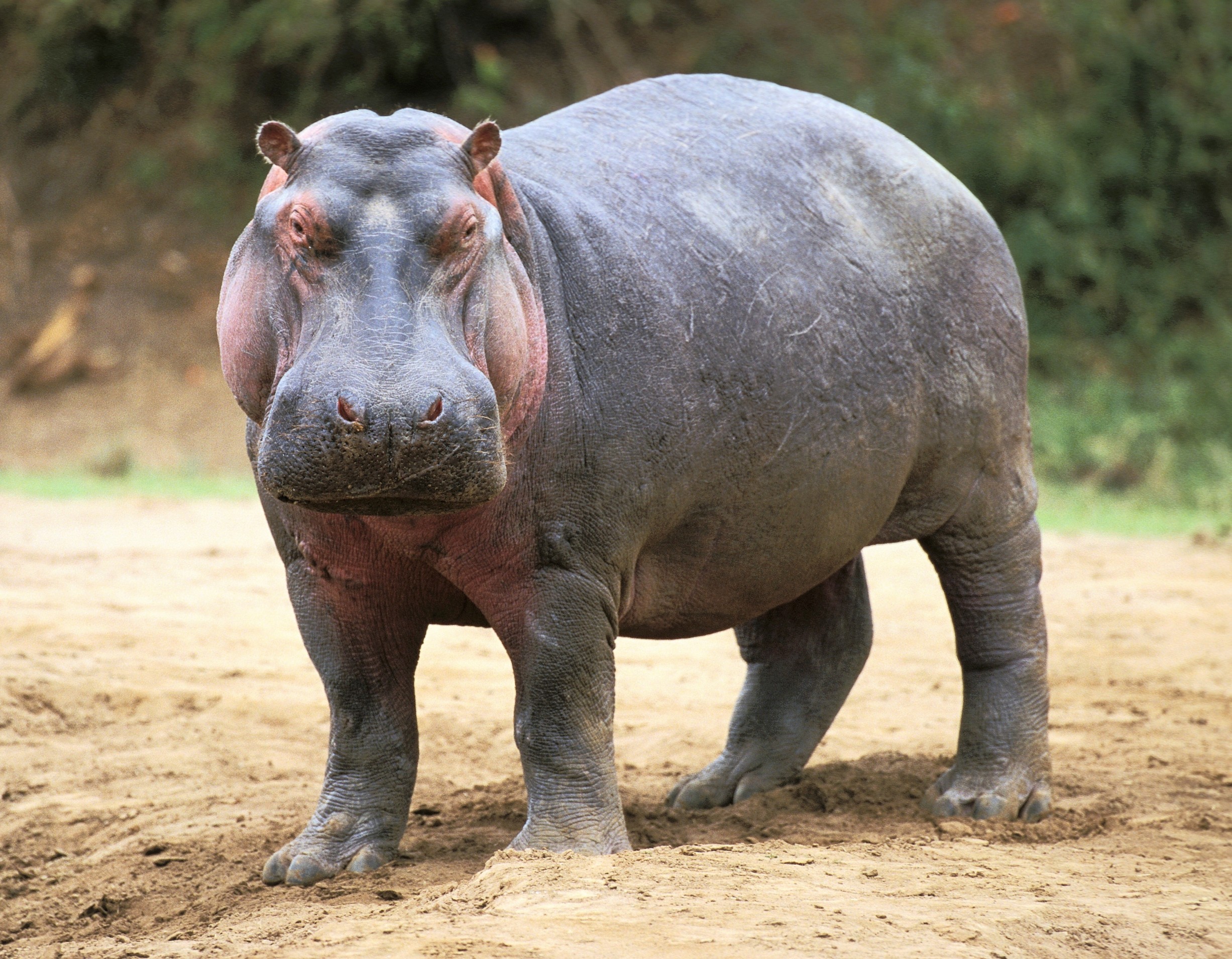 World Hippo Day 2026: The race to save river giants