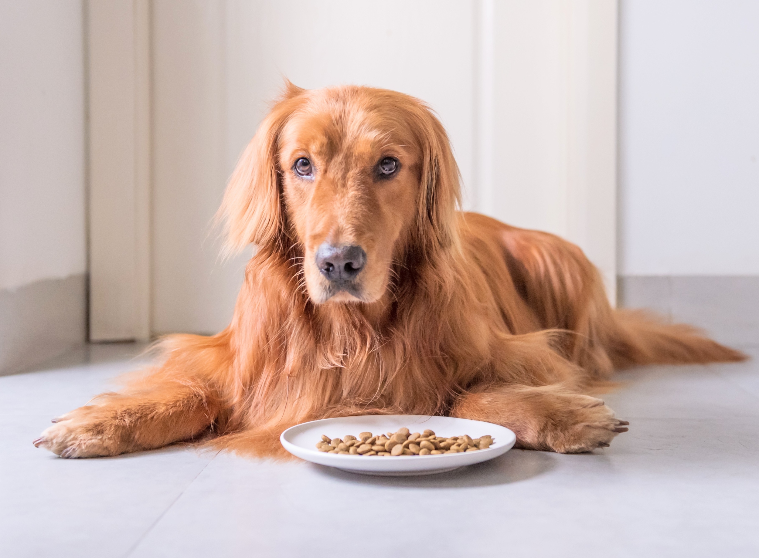 Popular dog foods contain ‘dangerous levels’ of heavy metals