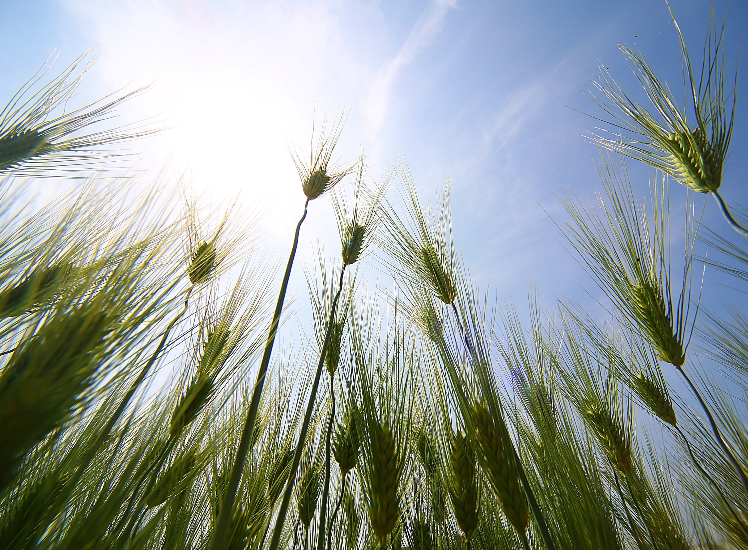 Ancient climate maps rewrite the origins of early farming