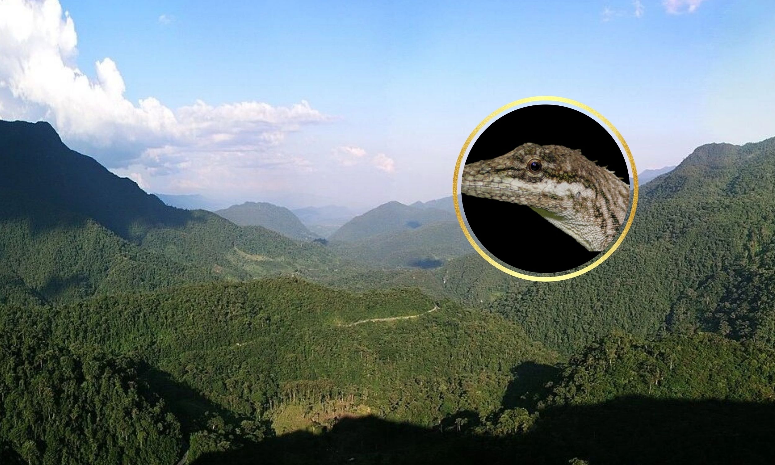 Lost Peruvian lizard reappears after 150 years