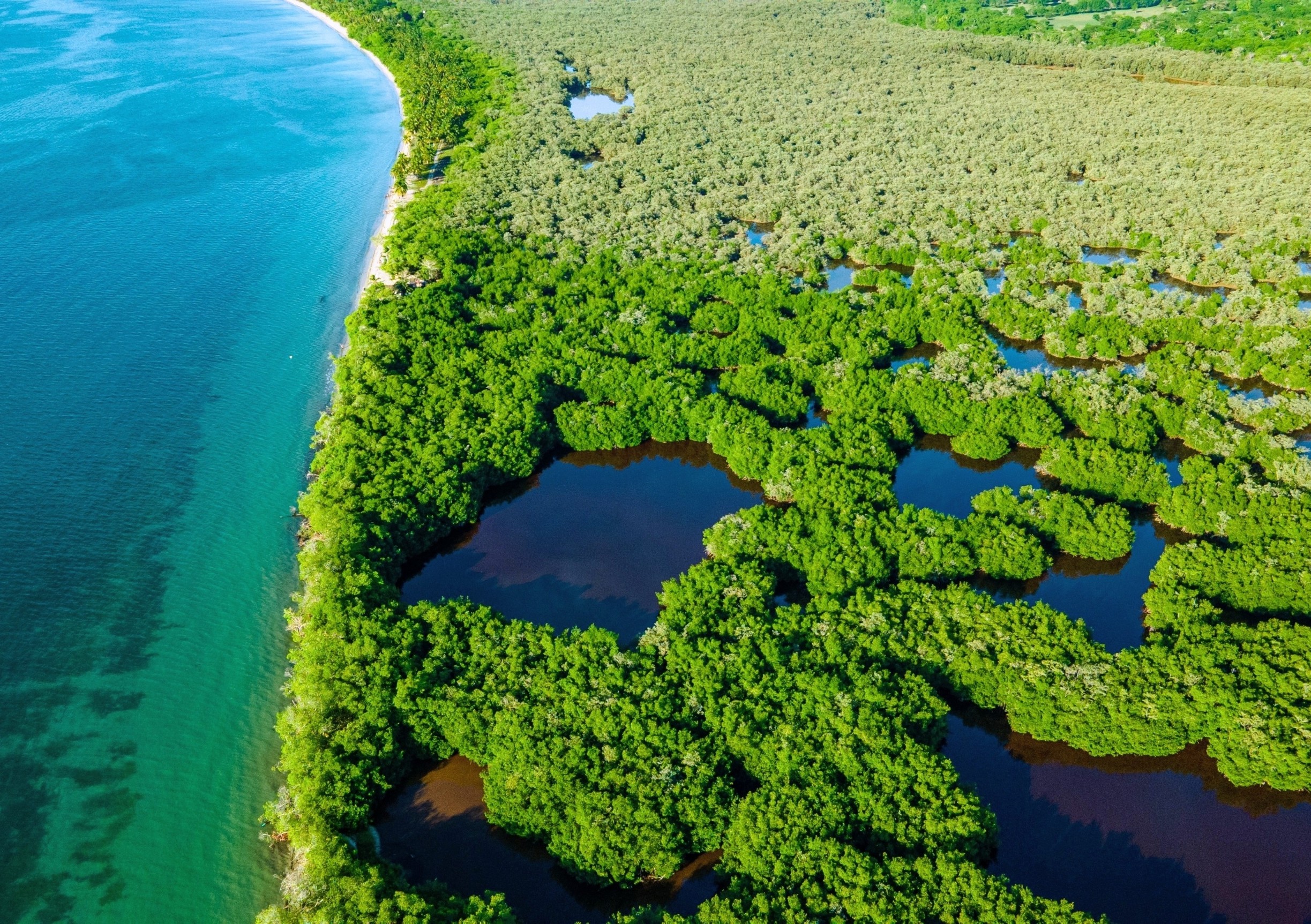 Mangroves hold a secret that could supercharge carbon storage