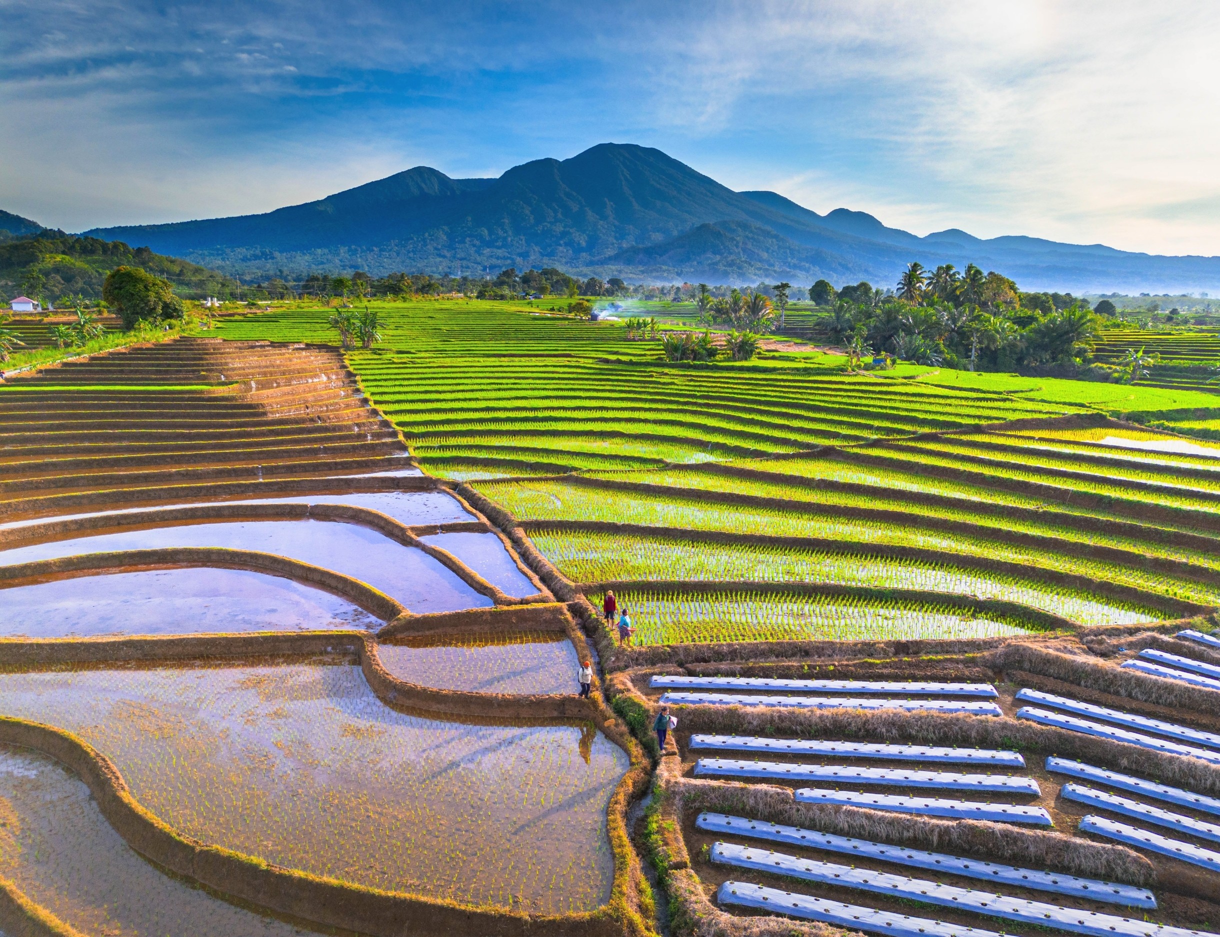 Rice emerges as the biggest source of farm emissions worldwide