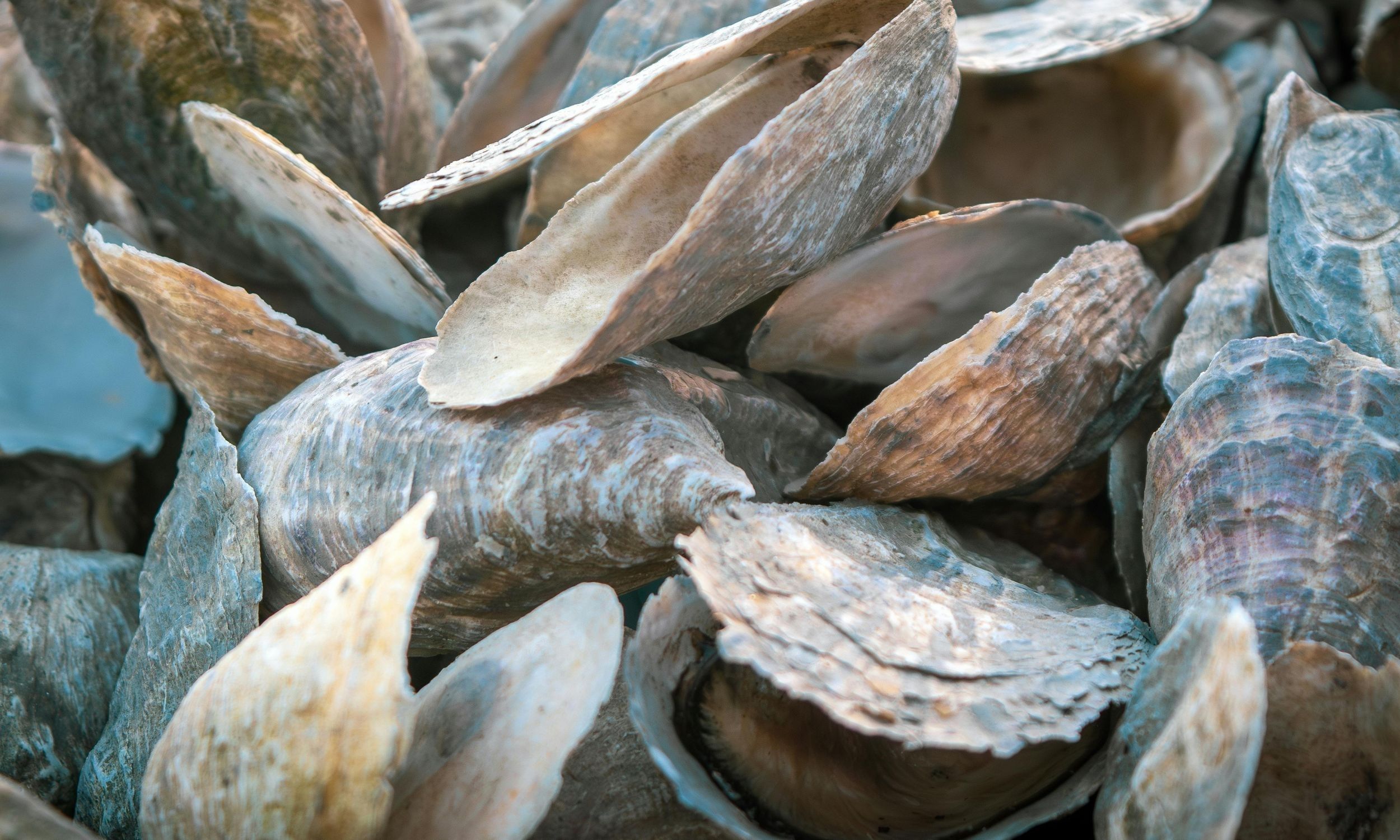 France recalls oysters after highly contagious virus detected