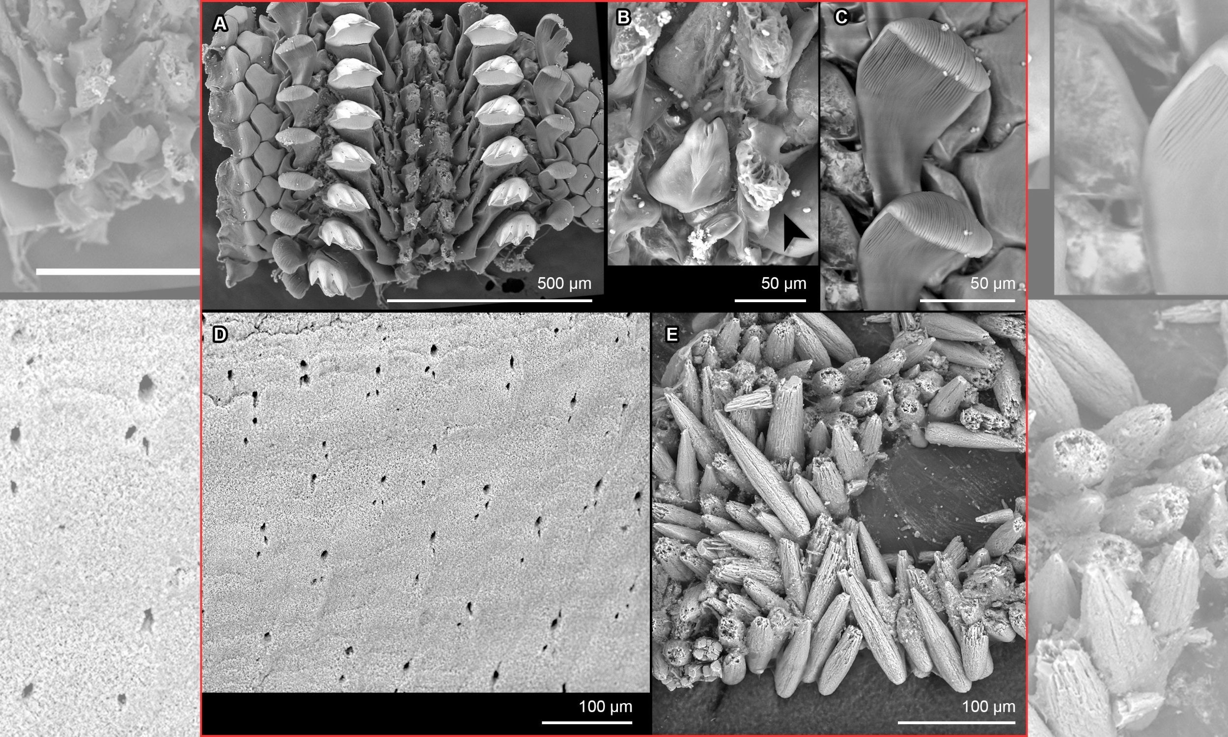 Ocean species with a tongue made of iron discovered 18,045 feet deep