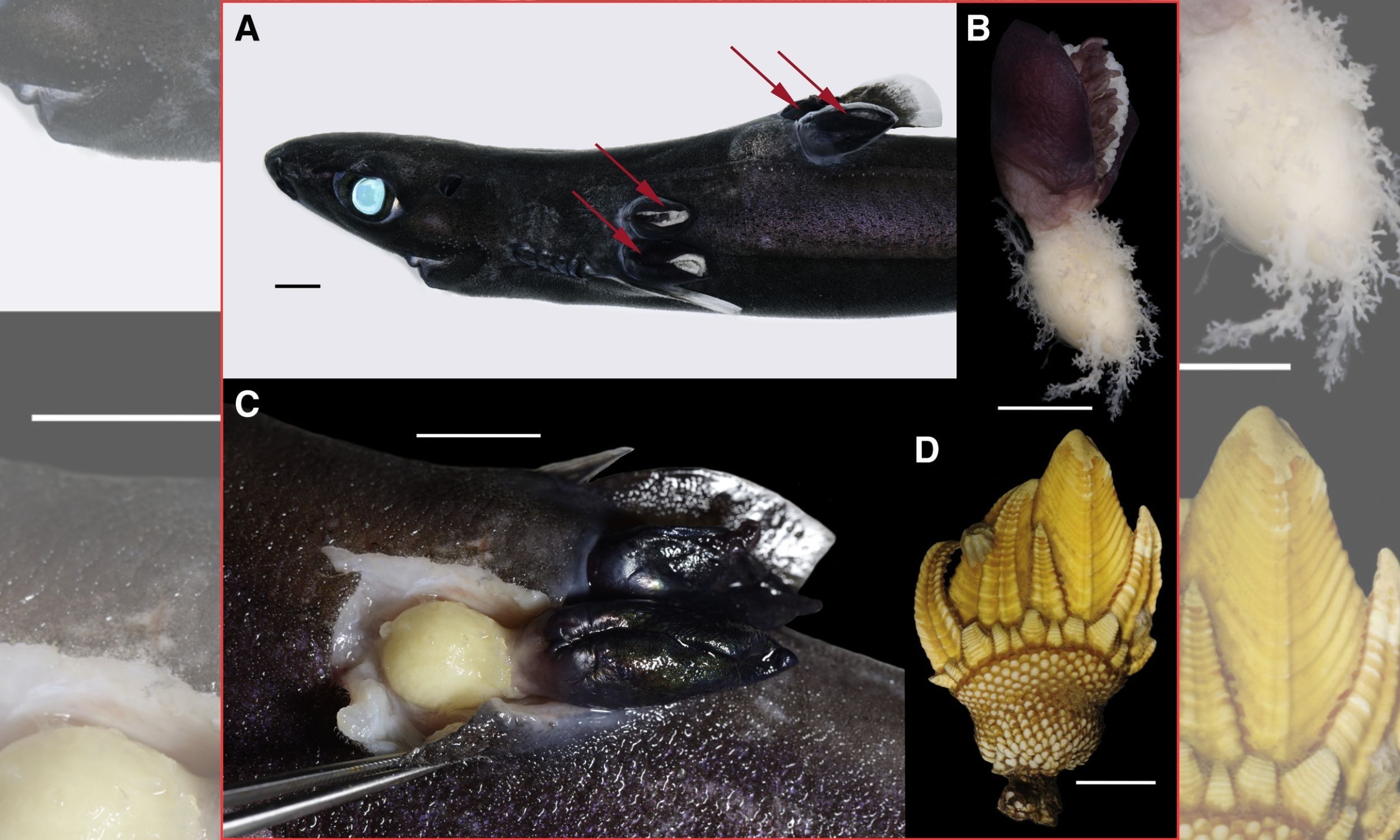Scientists discover a completely new life form wreaking havoc on deep-sea sharks