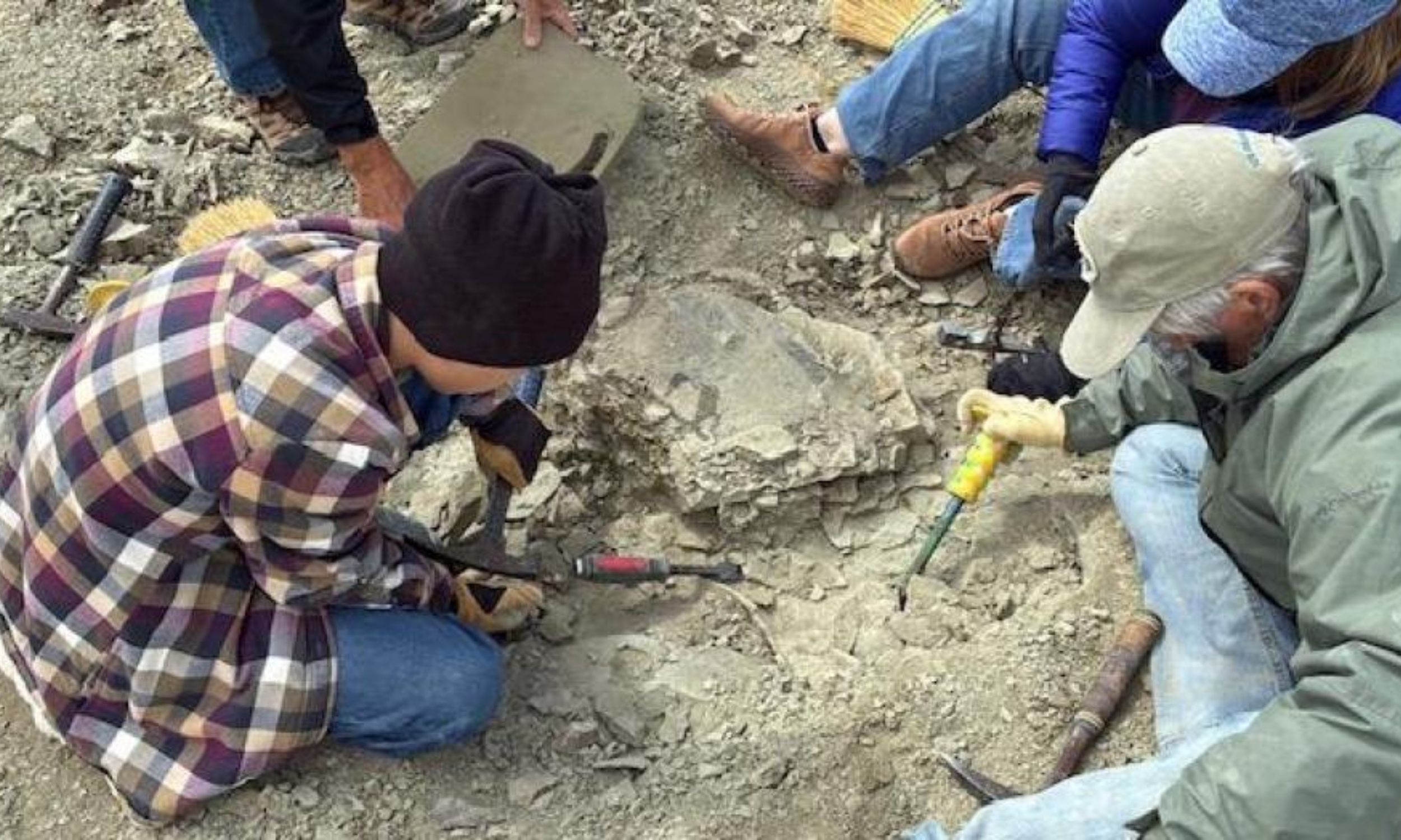 An 11-year-old boy found a 48-million-year-old turtle fossil