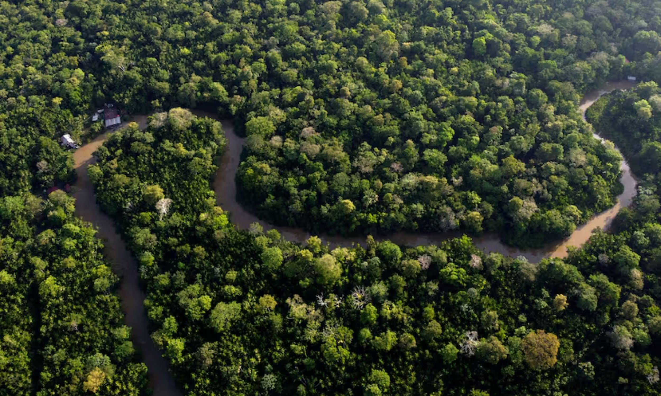 Scientists discover rare ancient plant thriving in flooded Amazon forests