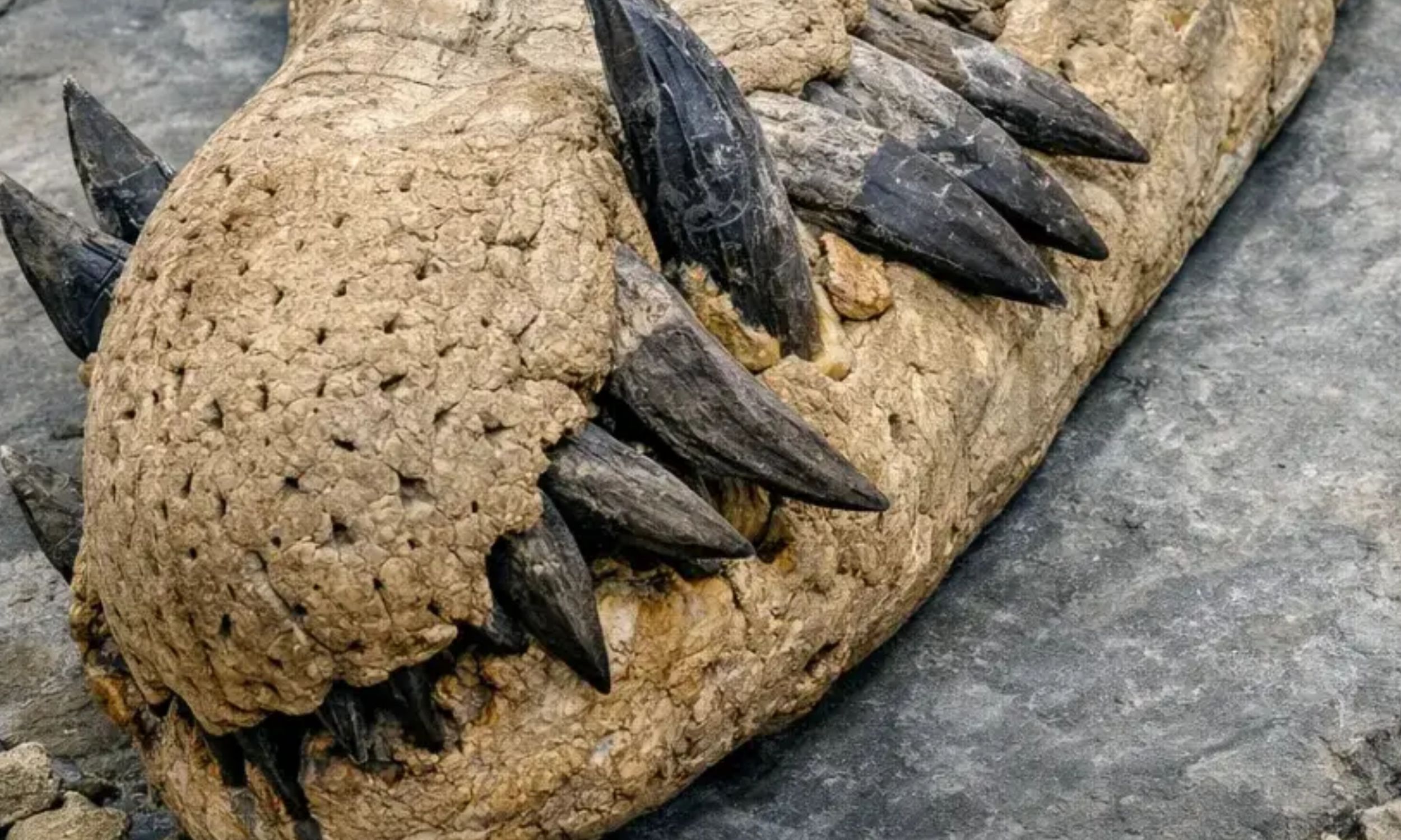 Sea-Rex pliosaur skull discovered along England’s coast