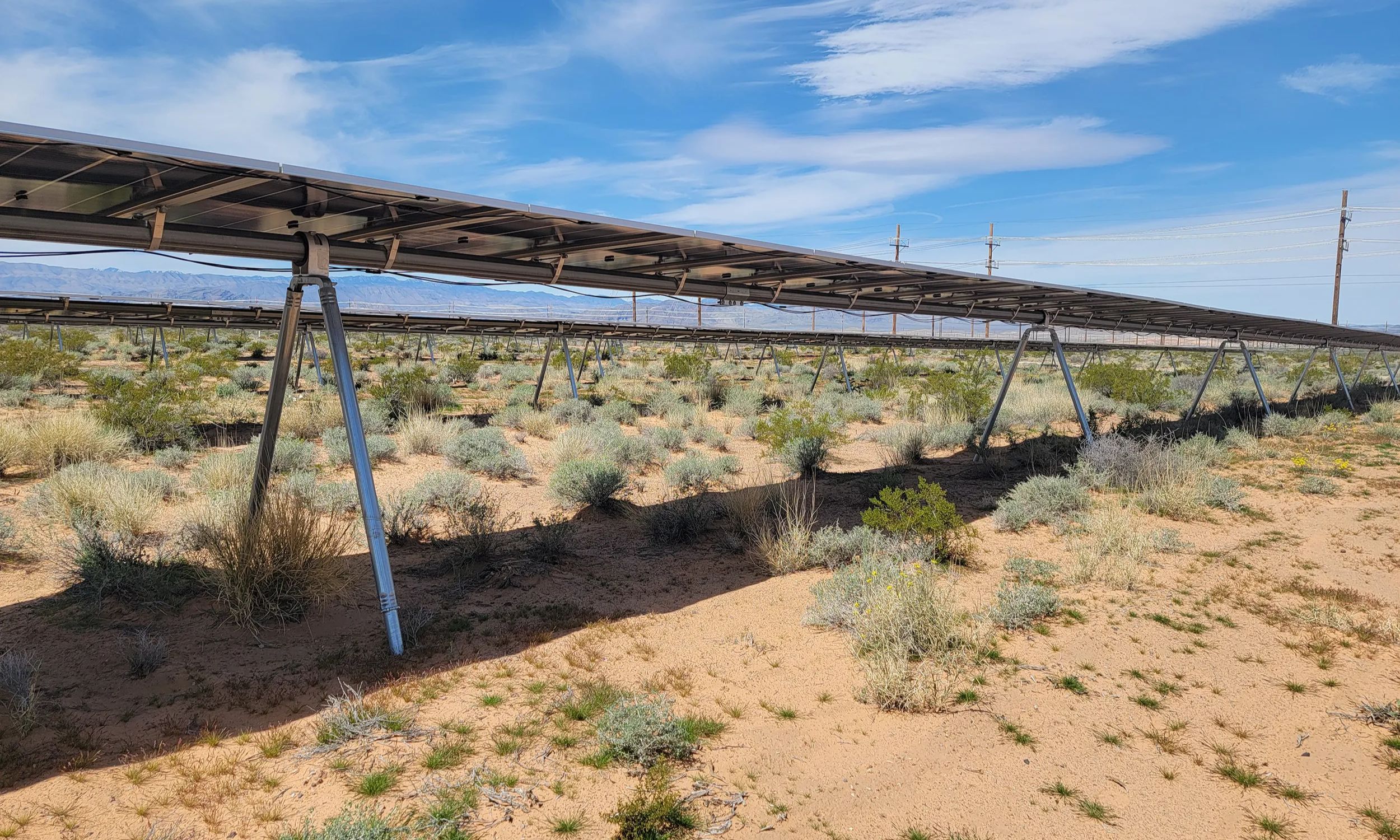 Plant species near extinction mysteriously rebounded and is now thriving after a solar power project was installed