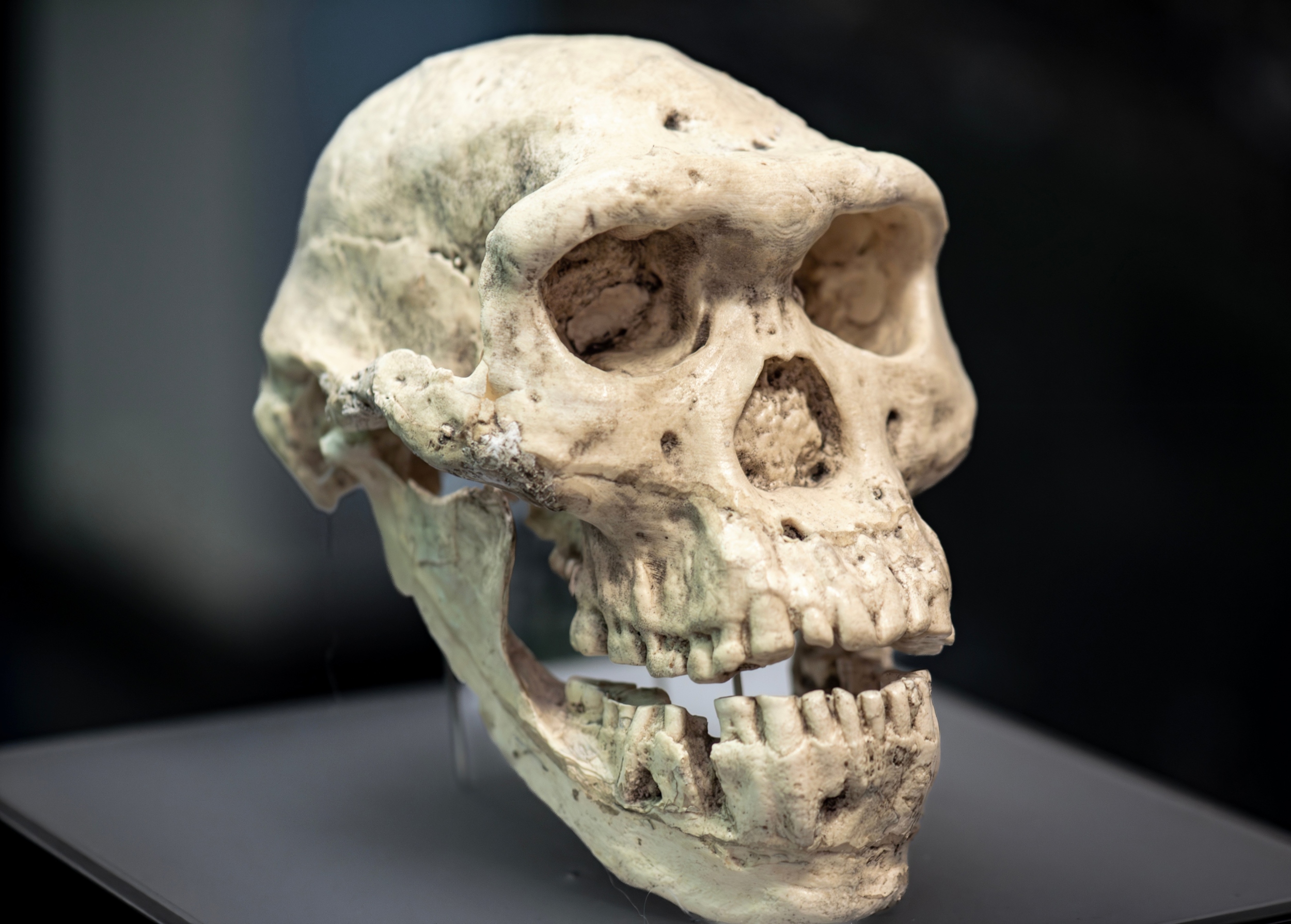 Homo erectus fossils in East Asia rewrite the timeline of human migration