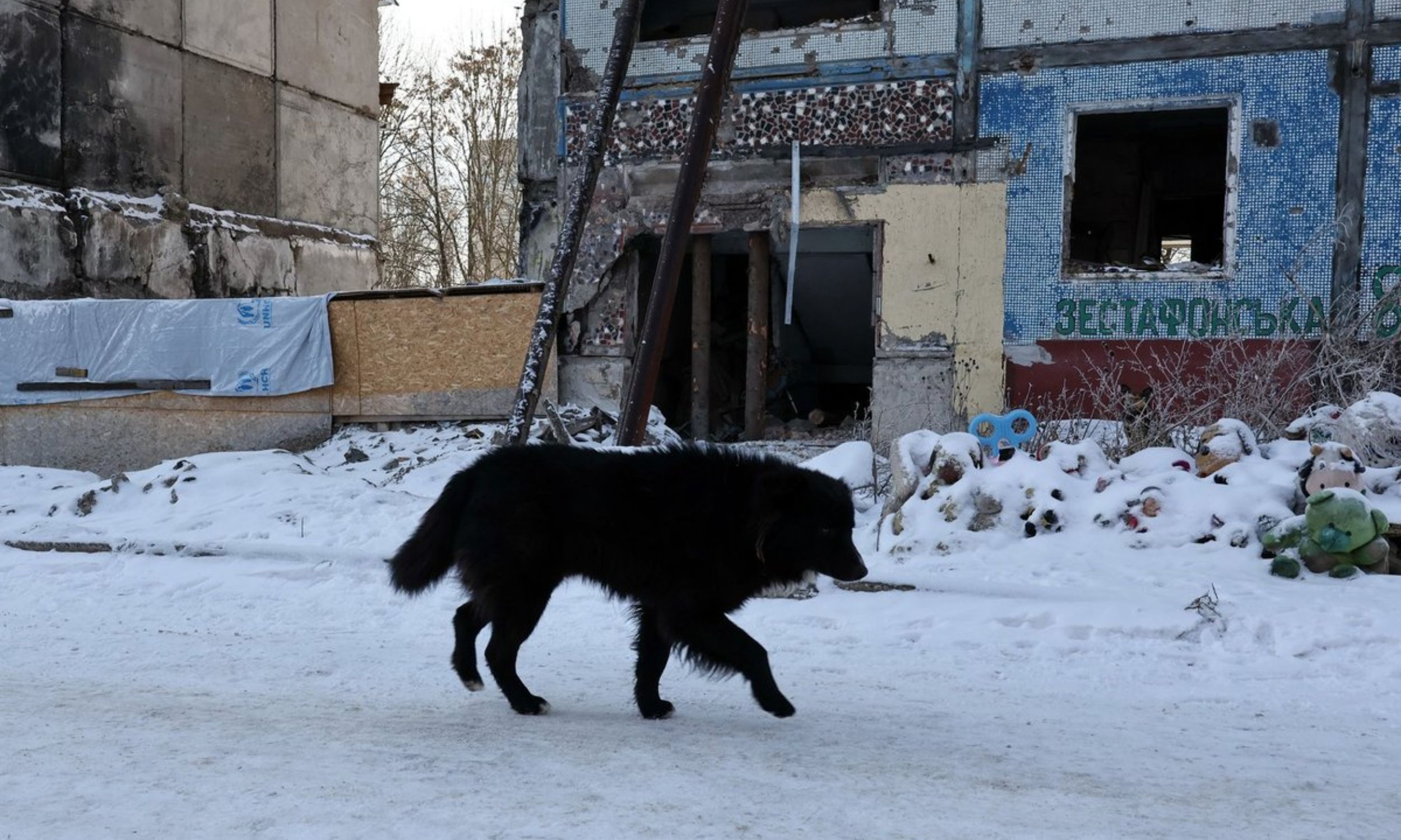 Ukraine war drives reverse domestication in dogs