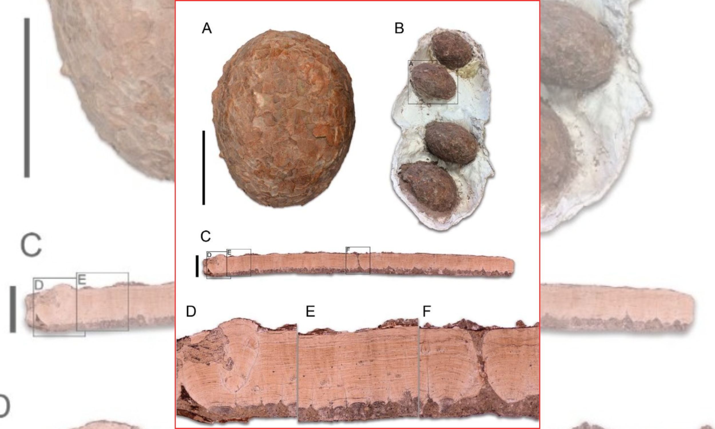 Spanish dinosaur eggs show two species shared one nest