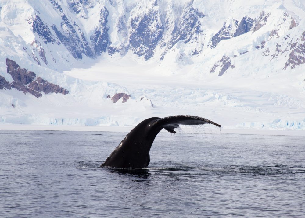 Antarctica’s future hinges on emissions choices made today