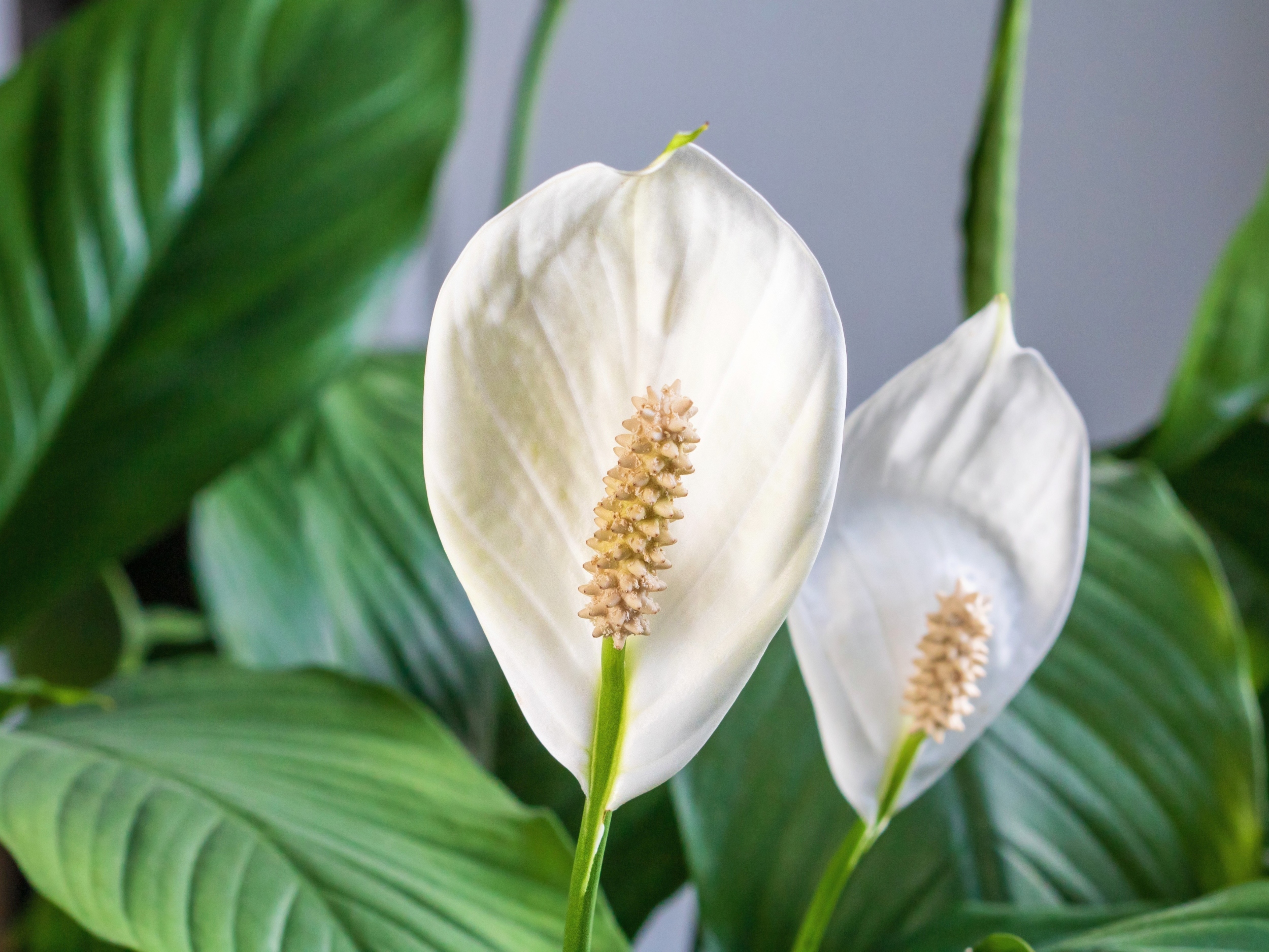 Indoor Plants Improve Air Quality And Make Spaces Feel Cooler Earth indoor-plants-improve-air-quality-and-make-spaces-feel-cooler-earth