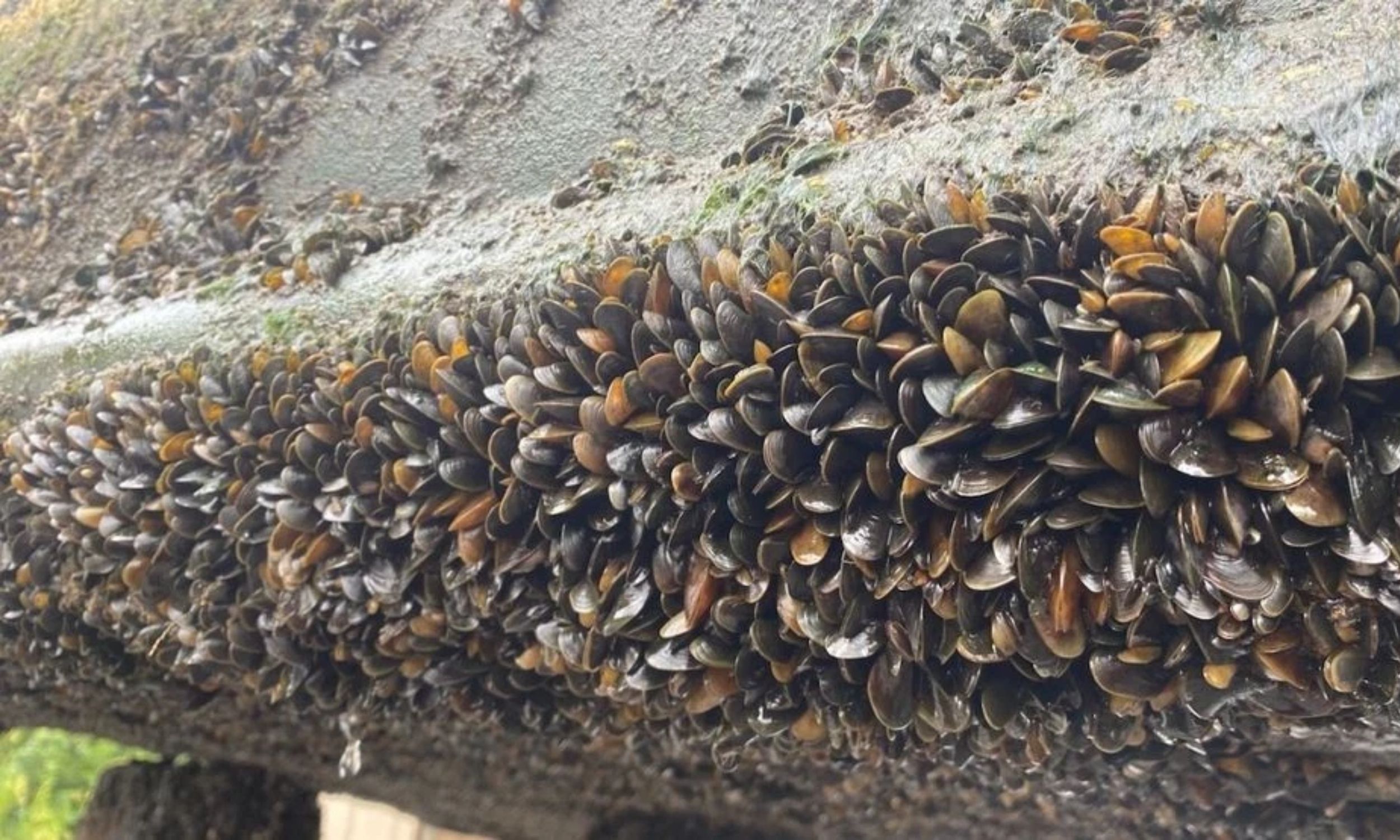 Invasive mussels threaten Amazon River ecosystems