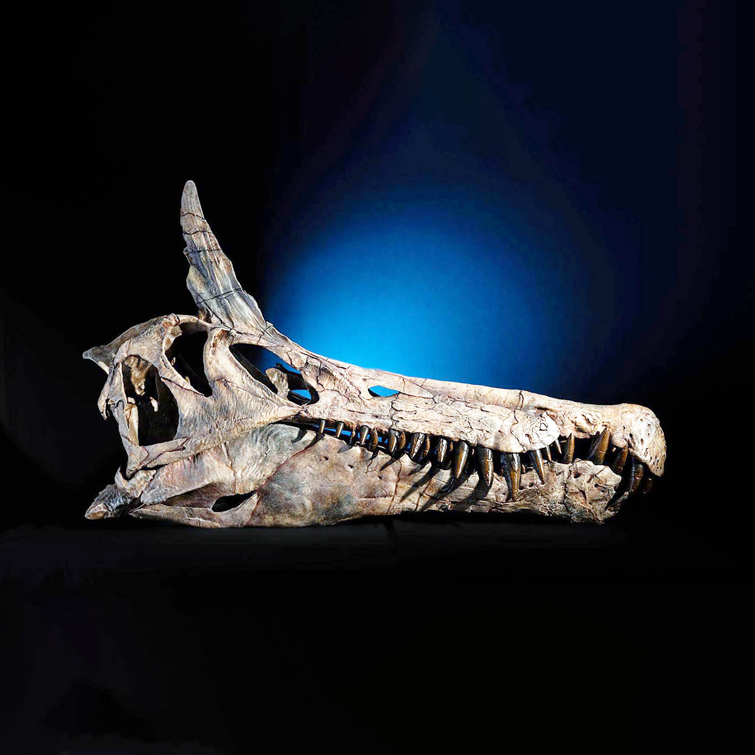 First new dinosaur species discovered in 100 years is nicknamed the 'Hell-heron'