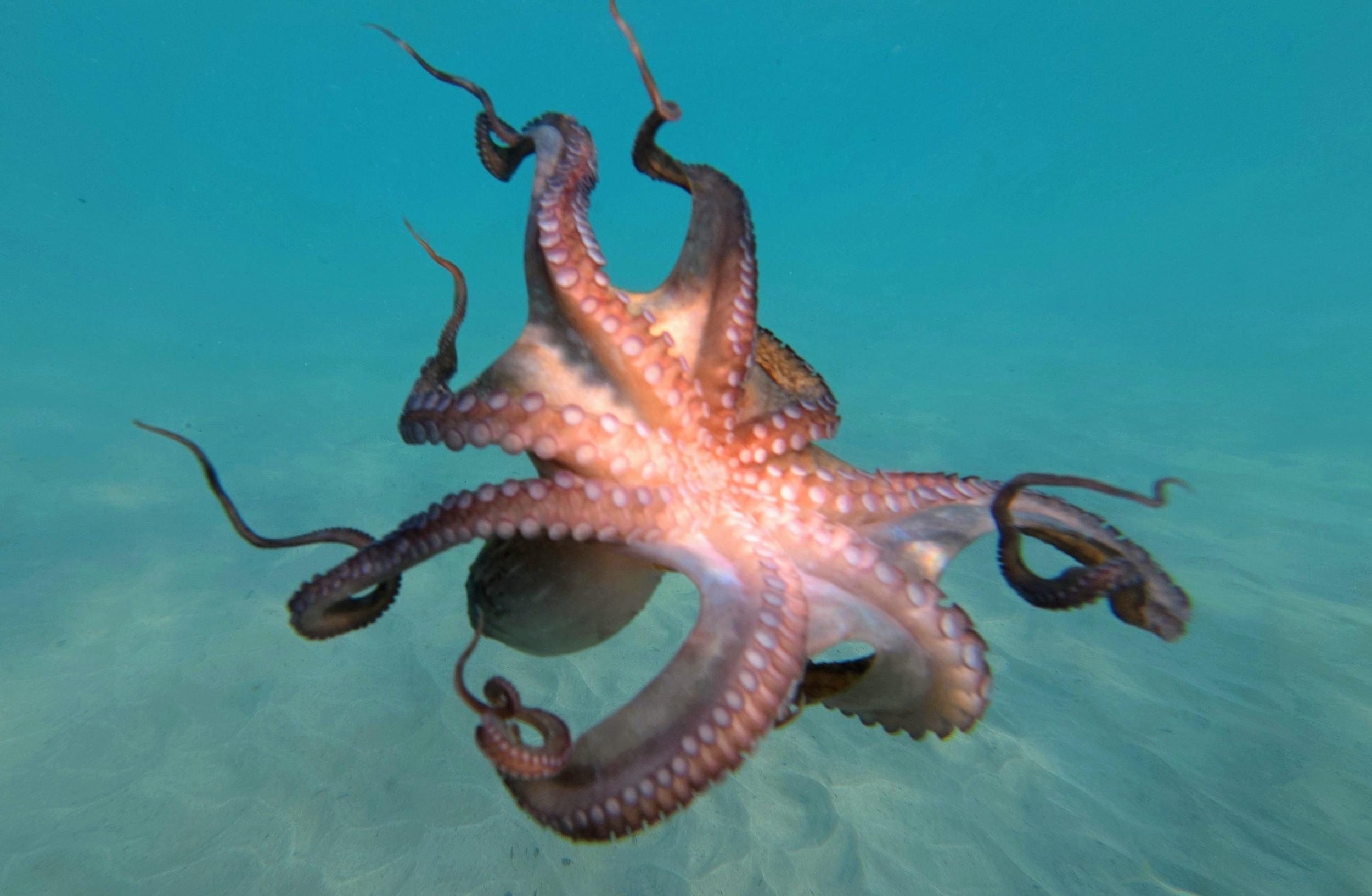 Plastic chemicals in the ocean are confusing marine animals