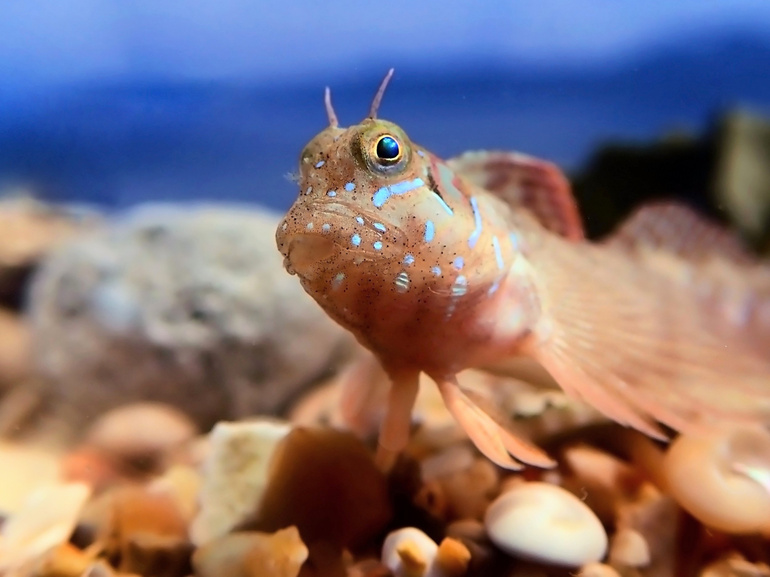 Nighttime oxygen drops are draining energy from coral reef fish