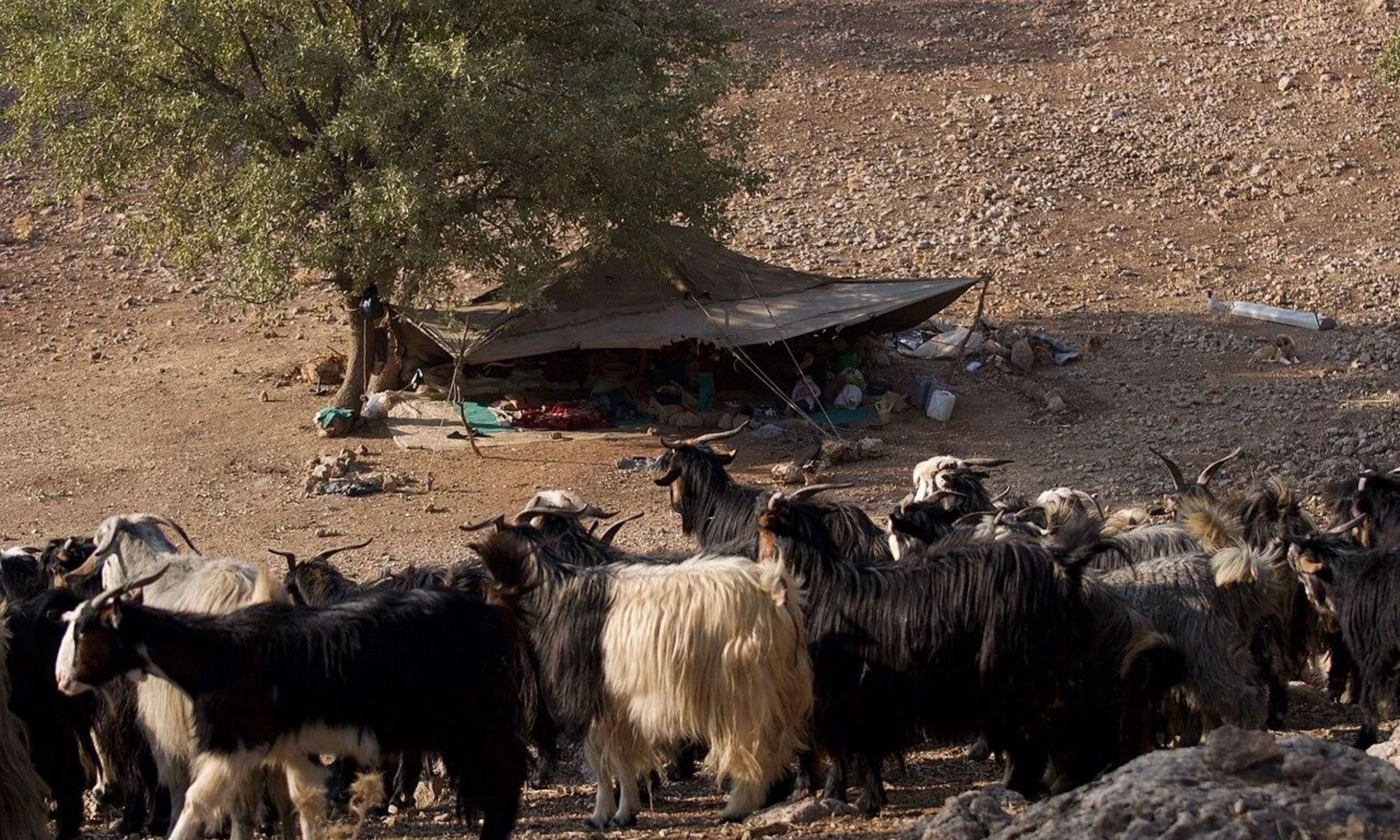 Ancient milk traces reveal dairy use in Iran 9,000 years ago