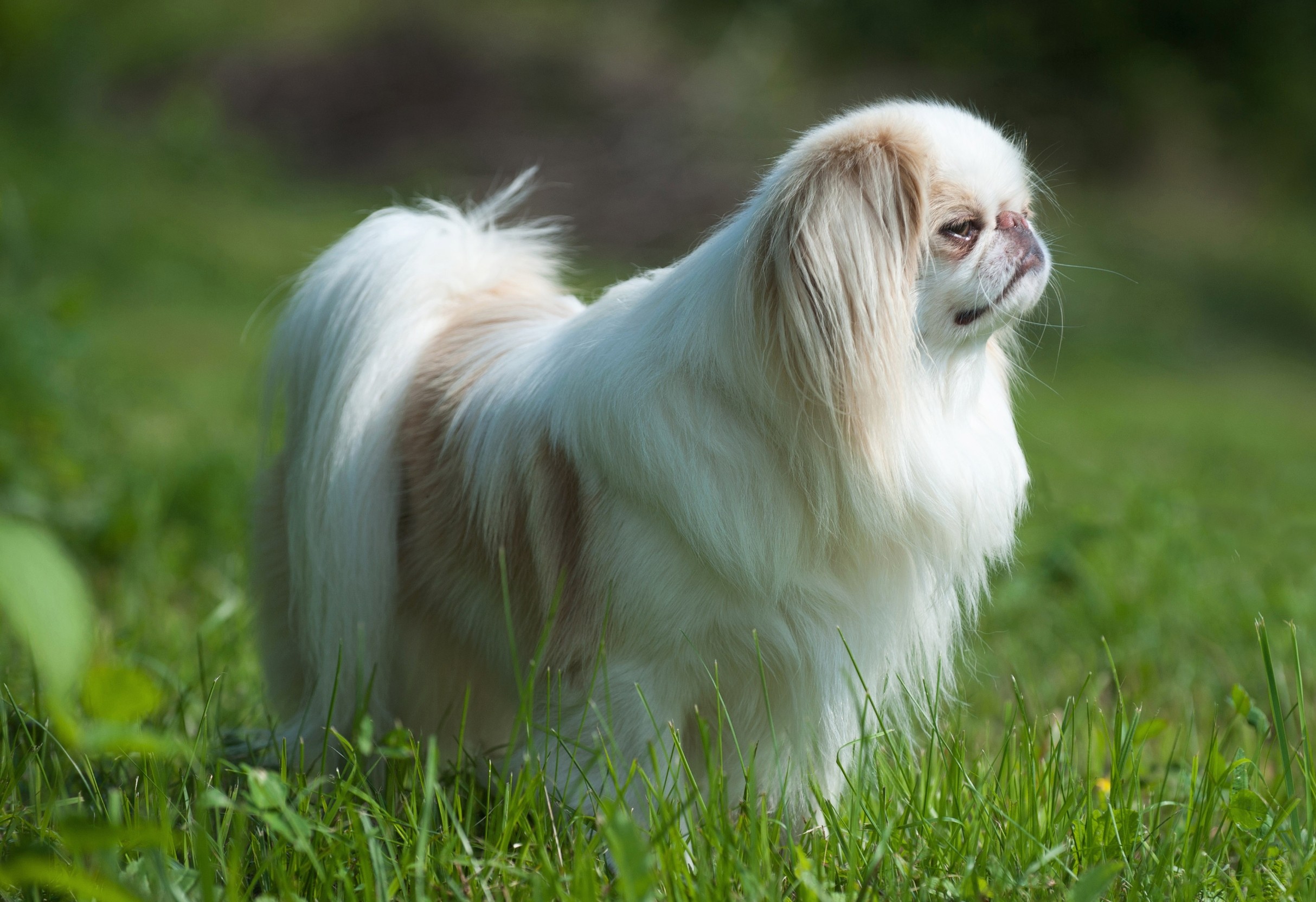 Severe breathing risks found in popular flat-faced dog breeds