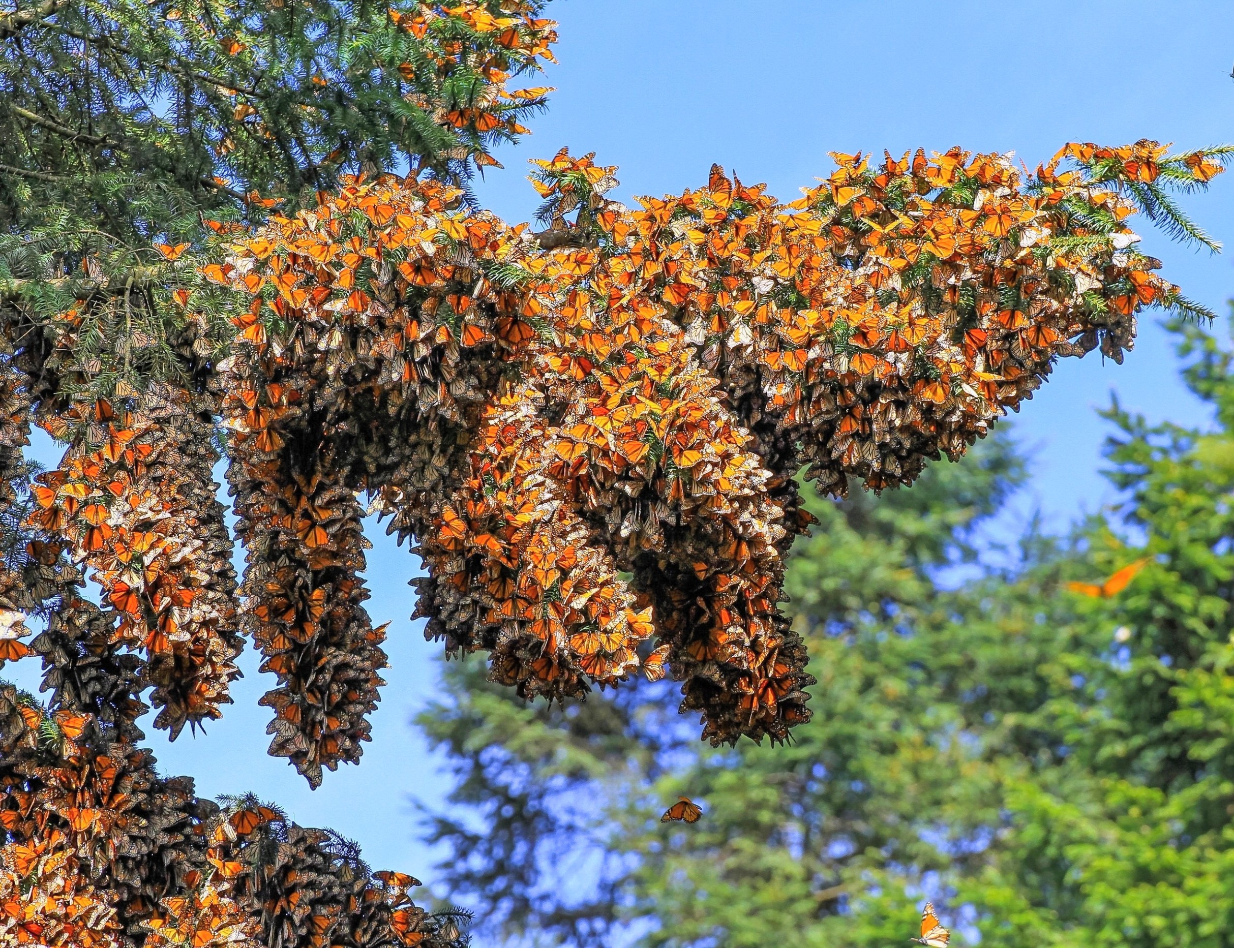 Climate change will disrupt the monarch butterfly’s famous migration