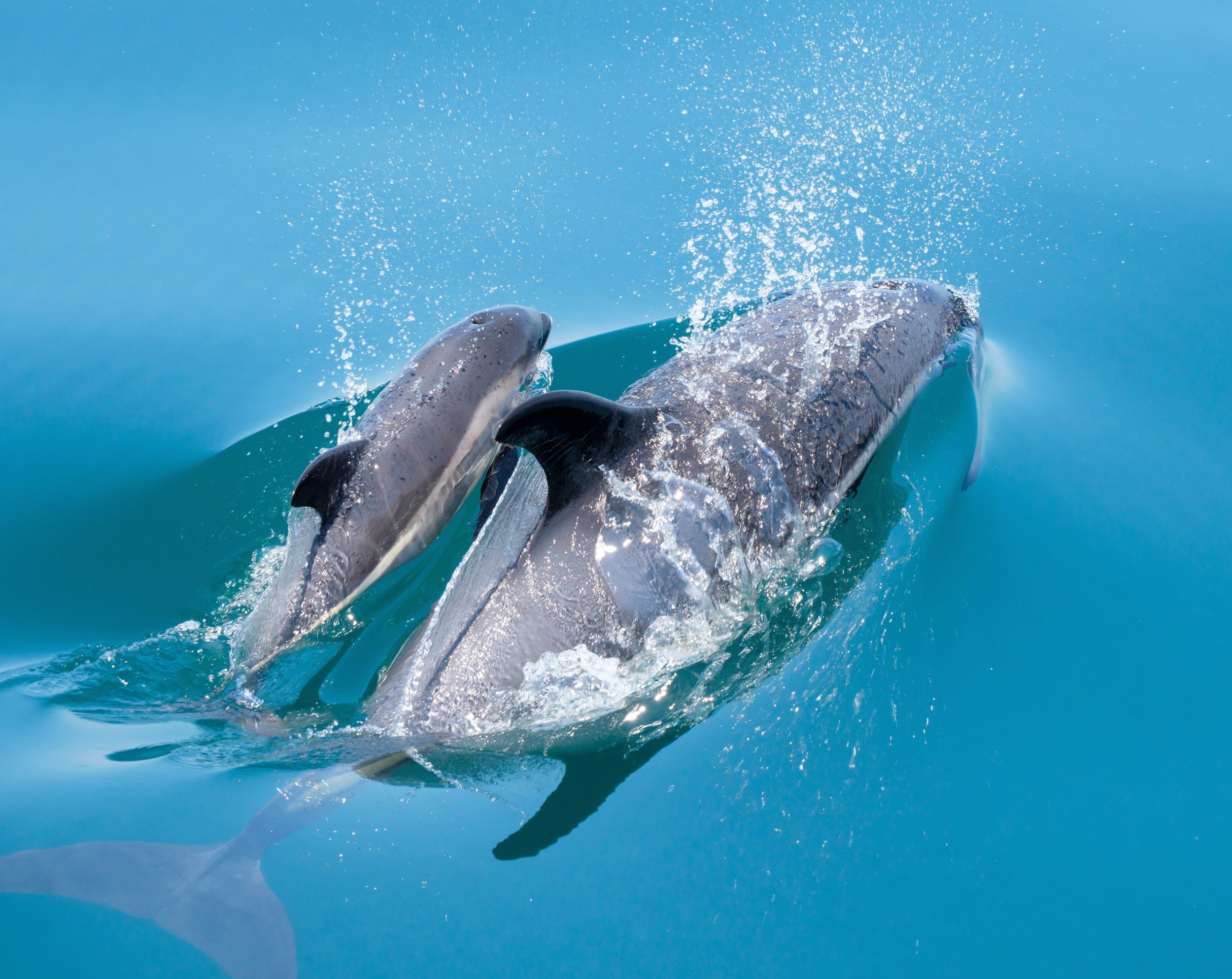 Chemicals from TVs and smartphones found in dolphin brains