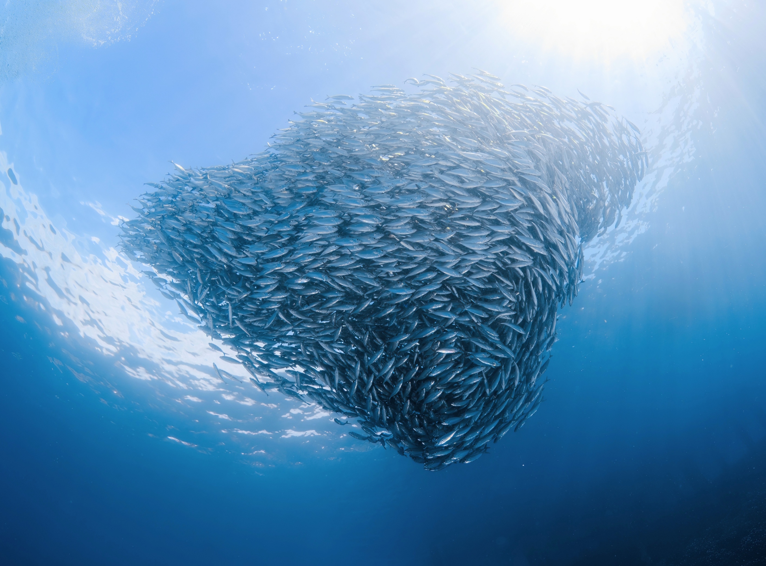 Ocean warming is shrinking global fish populations by nearly 20% a year