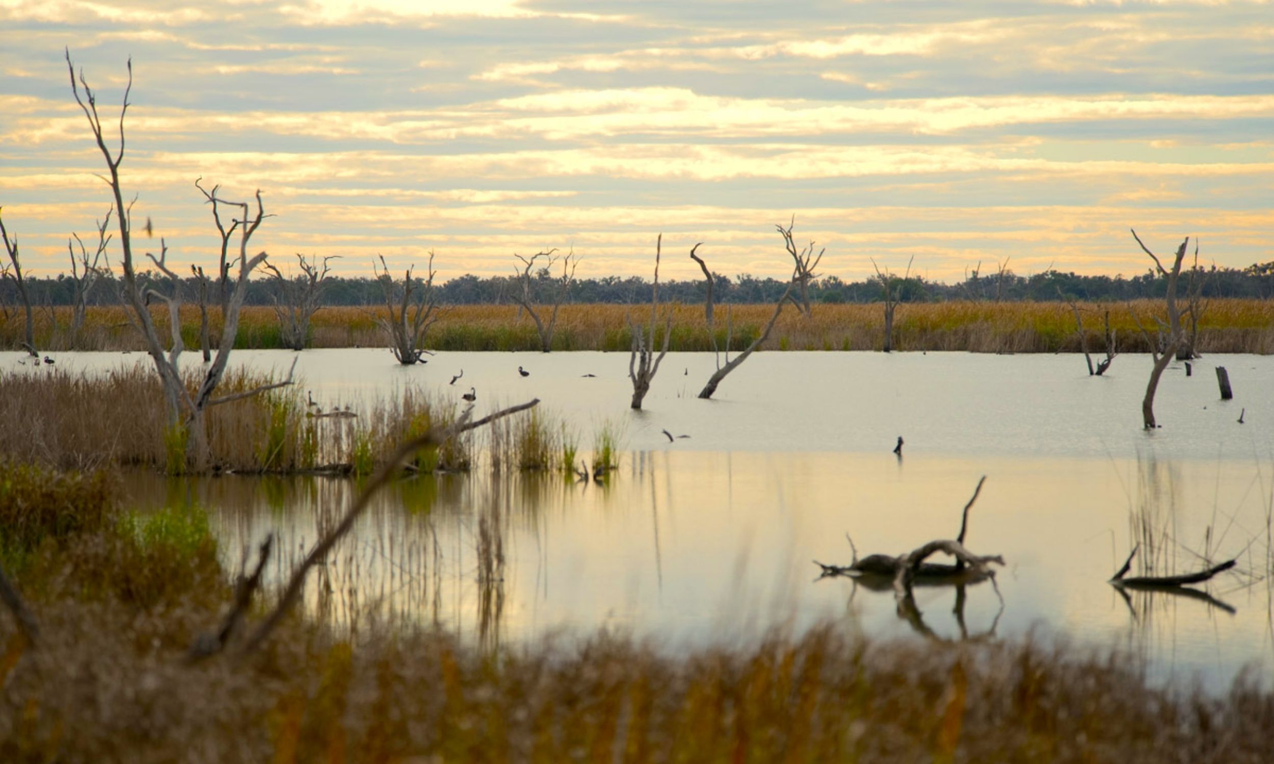 566-year-old tree preserves five centuries of climate history