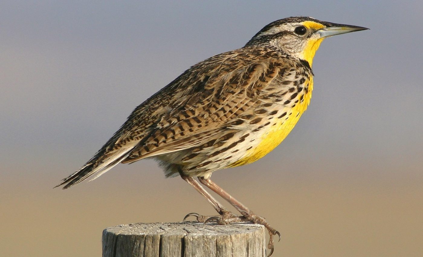 Bird declines are accelerating across America's farming regions - Earth.com