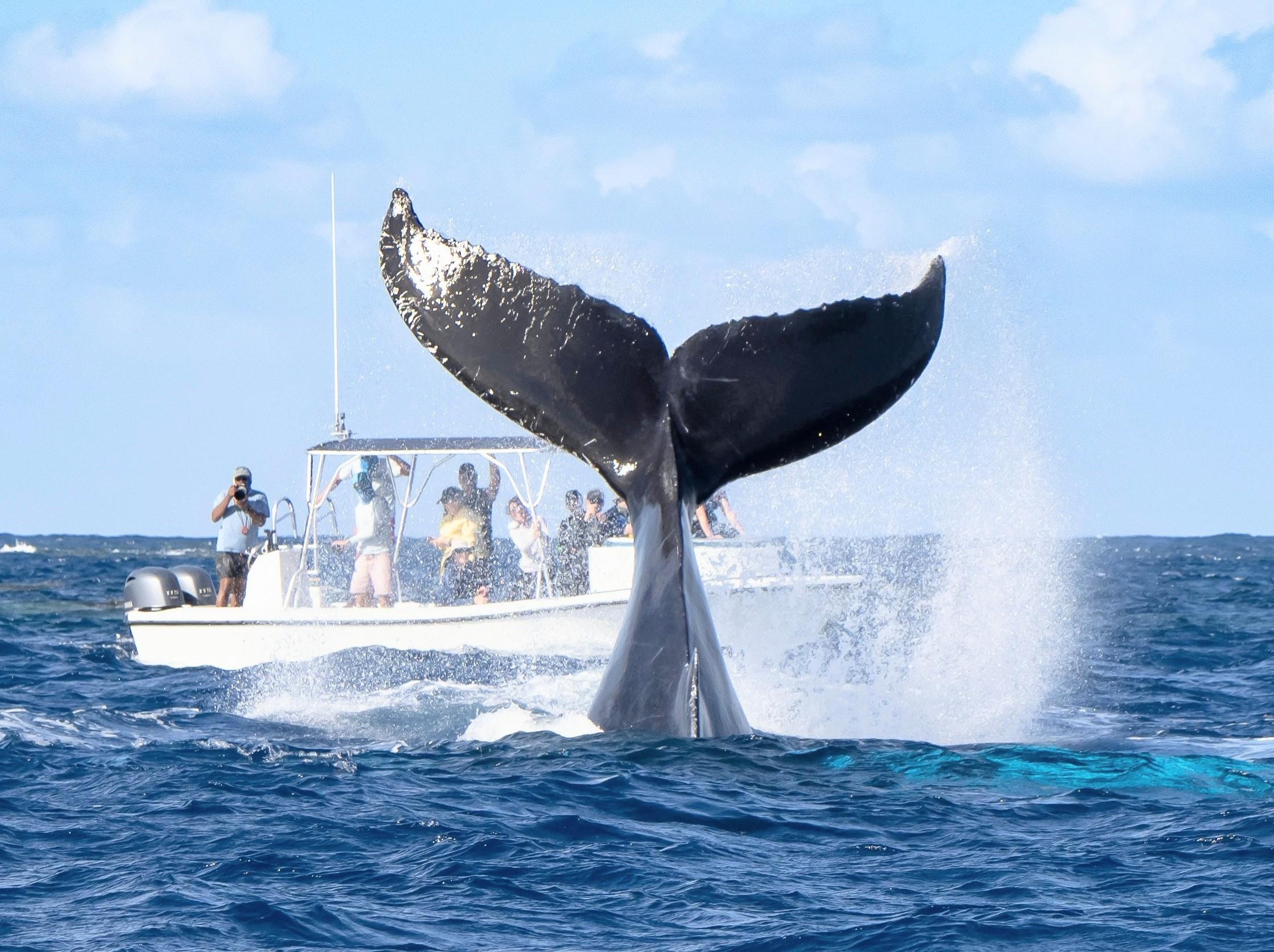 Boats are reshaping the lives of the ocean’s largest animals