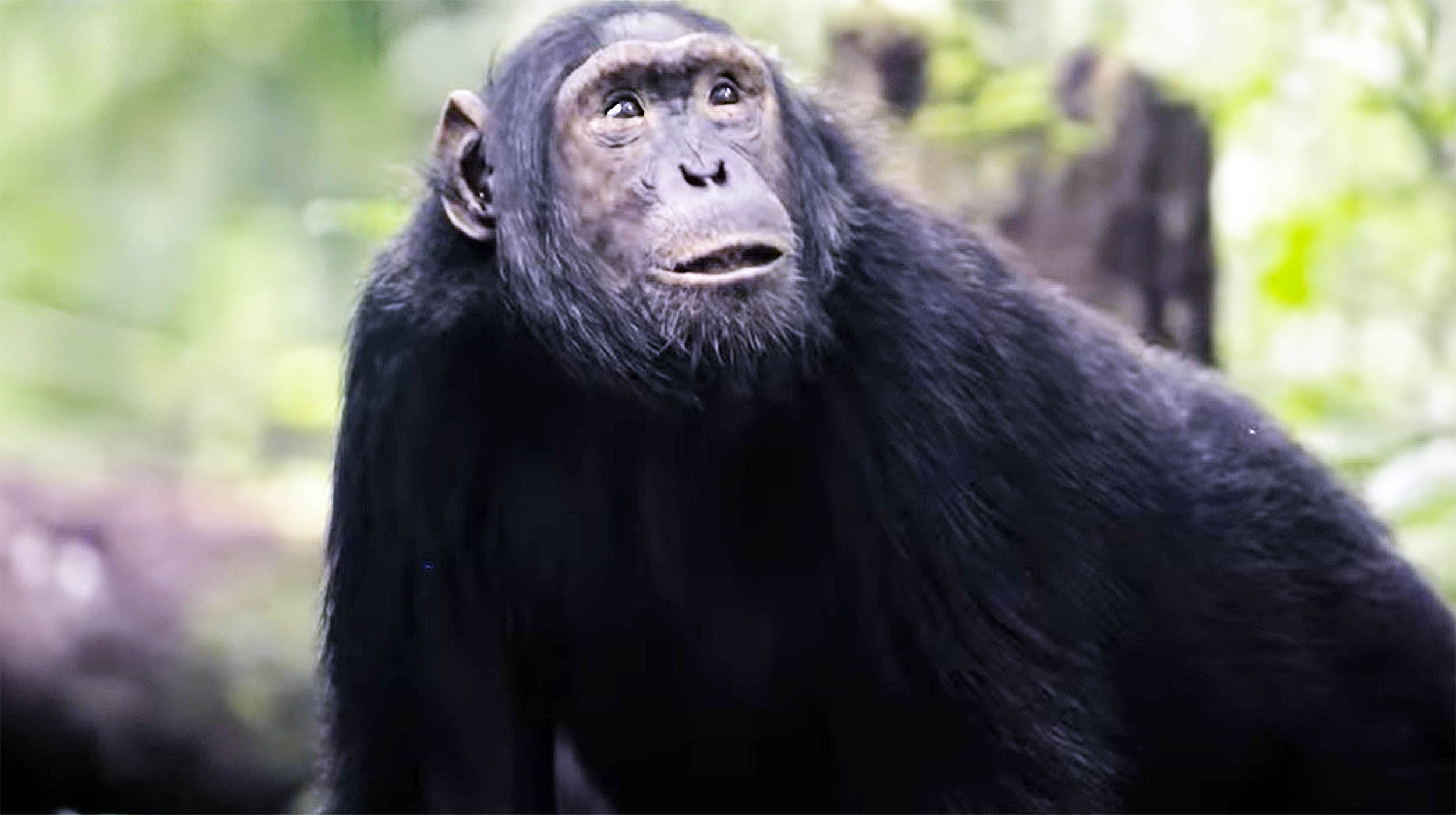 Urine testing shows significant alcohol consumption in vast majority of wild chimpanzees