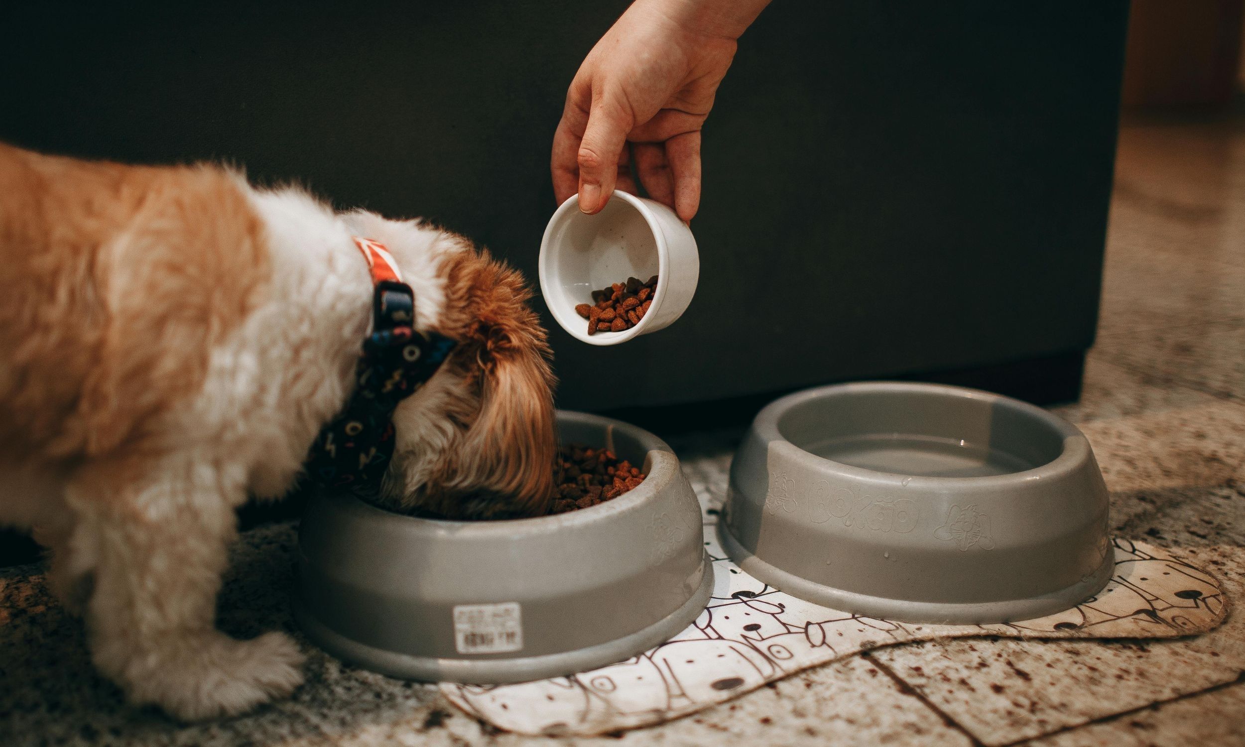 Dog treats recalled in five states over Salmonella risk