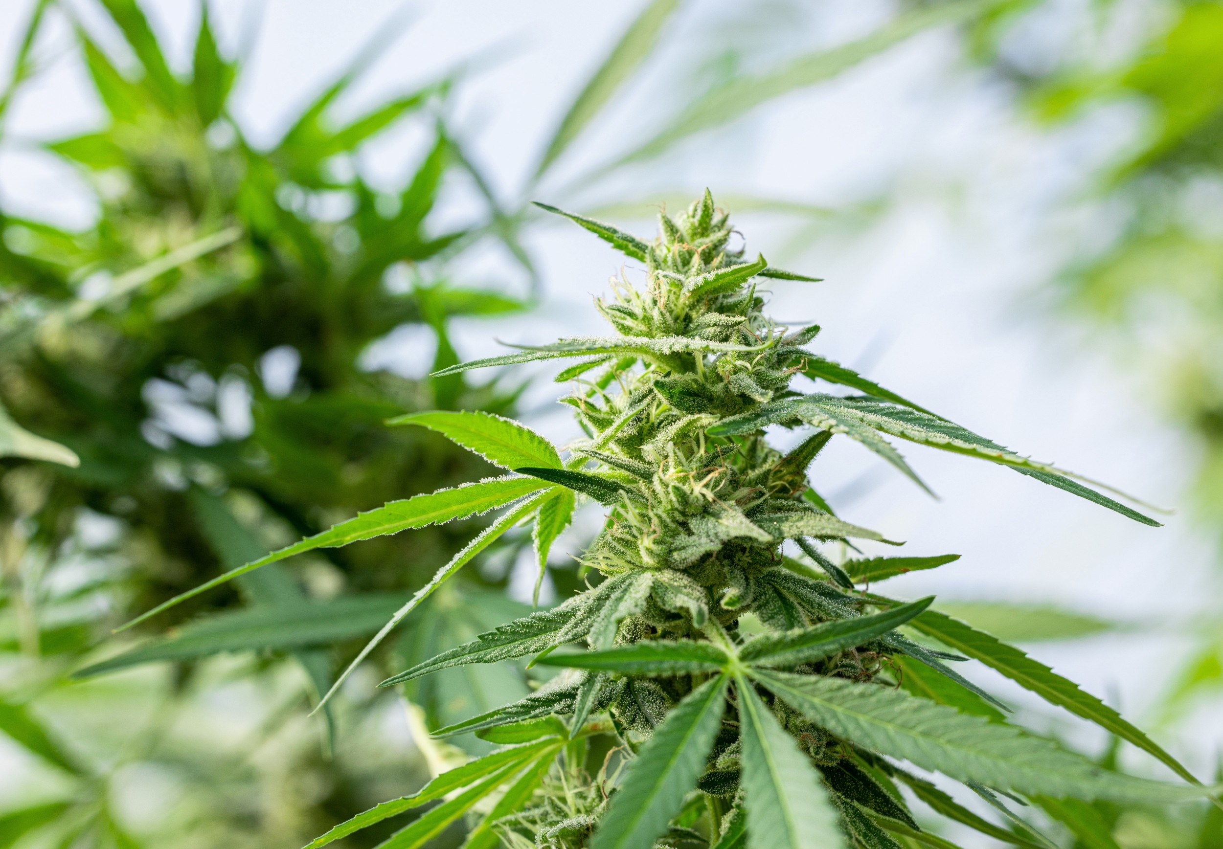 Cannabis use and mental health problems are rising together in Canada