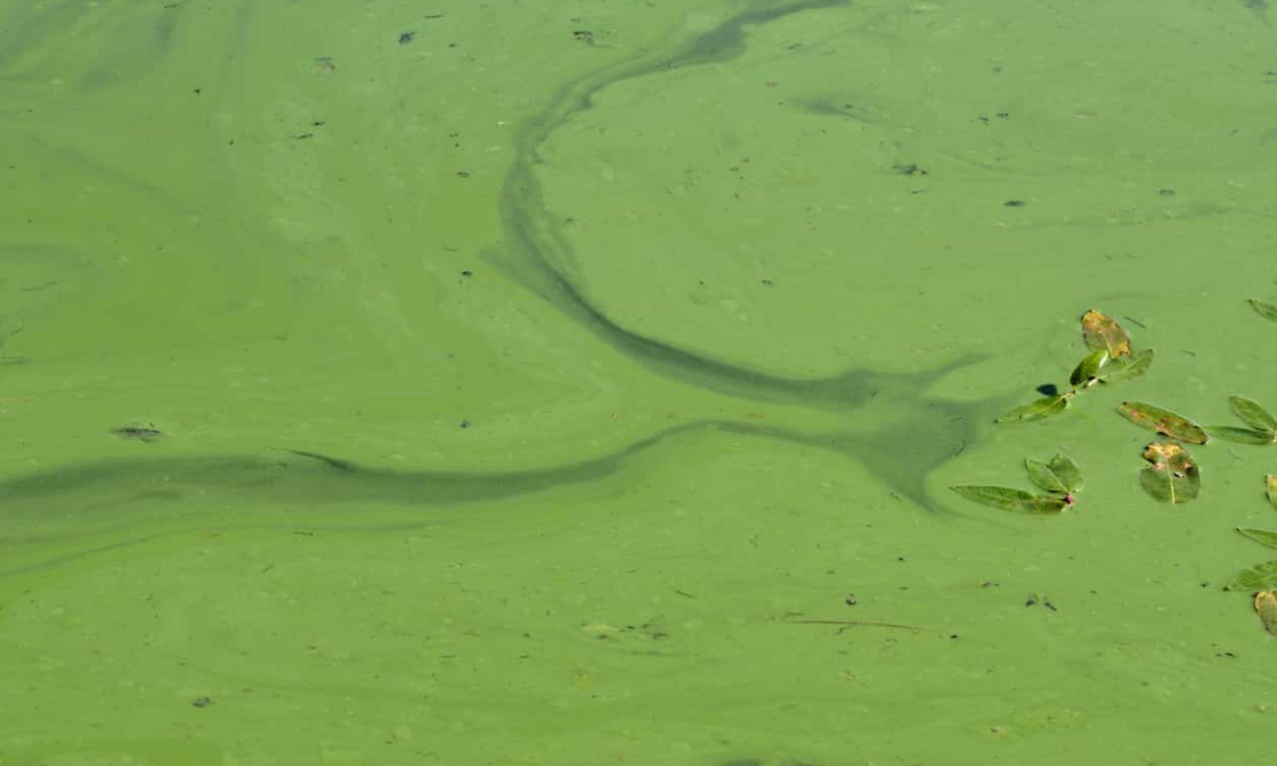 Common plastics appear to be the key trigger for toxic algal blooms